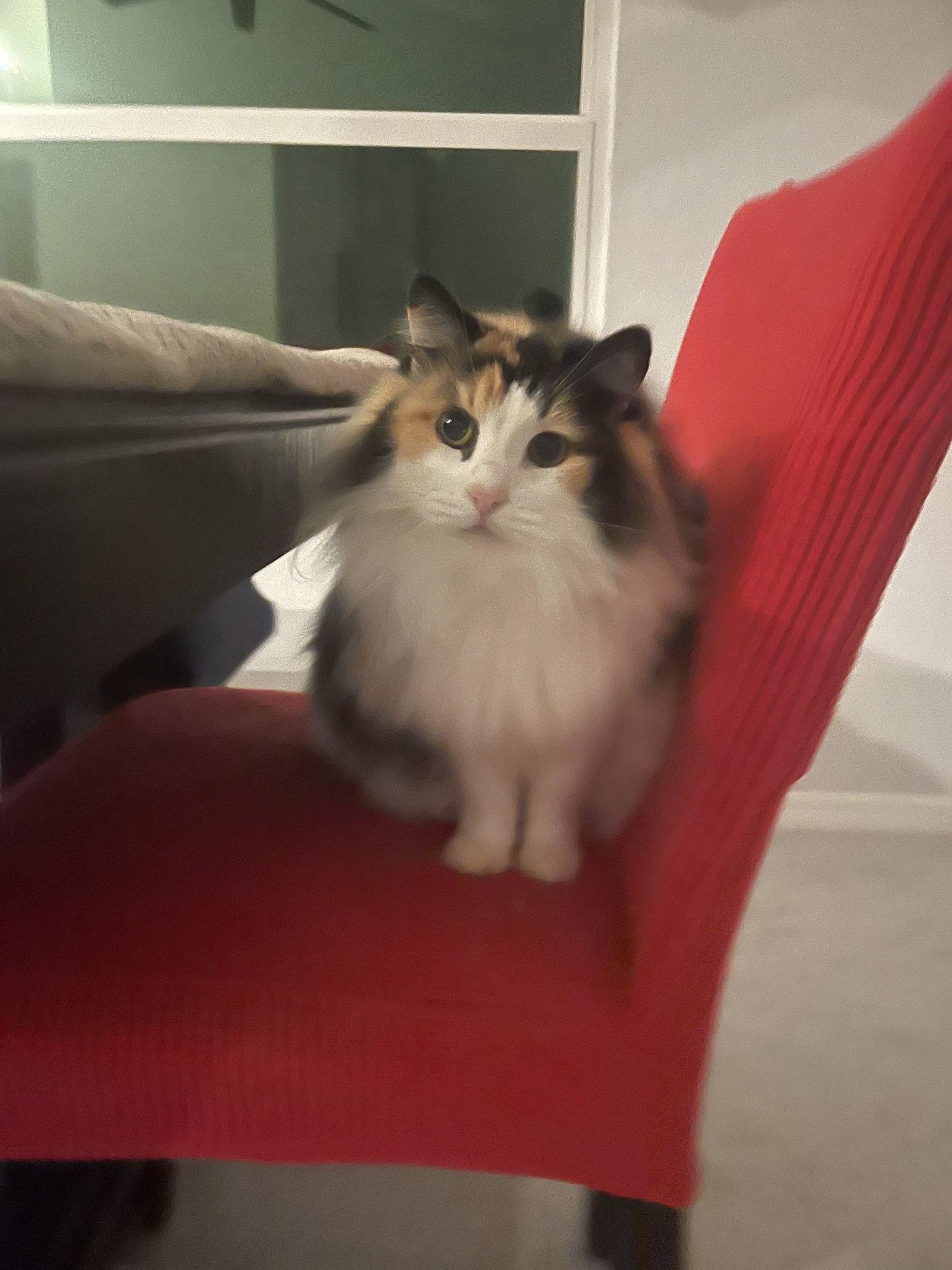 Enlarge Frannie, a Adopted Domestic Long Hair in Naples, FL image 3/3