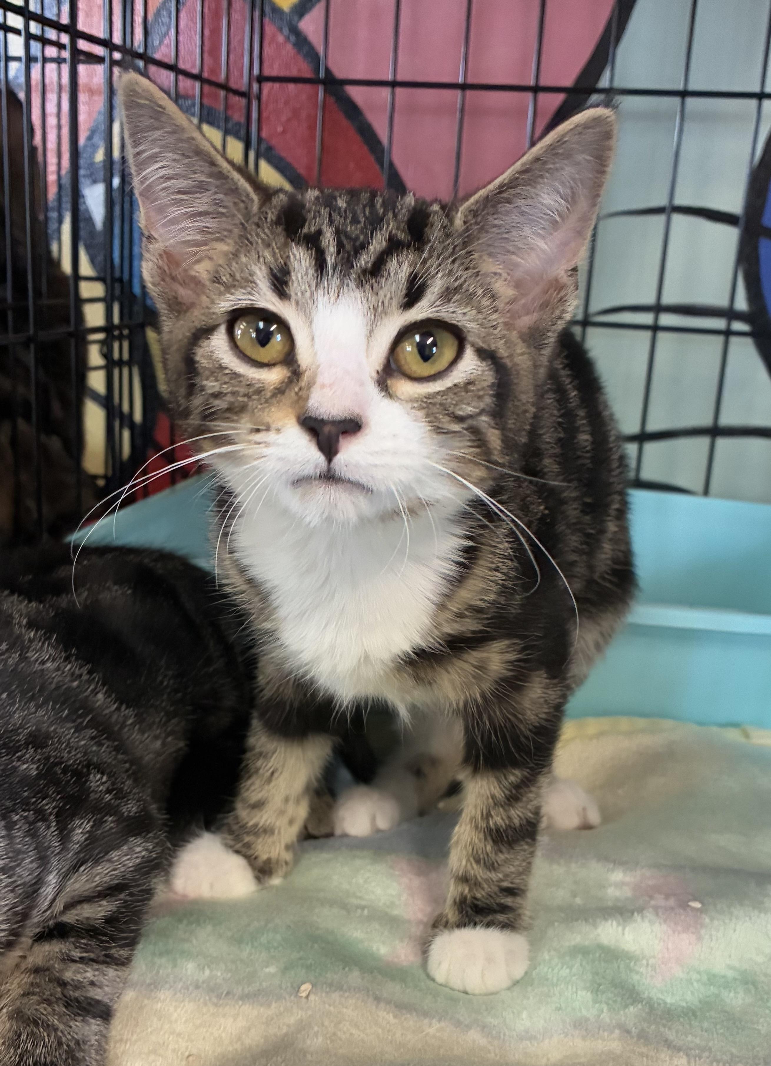 Gossamer & Fifi (bonded)