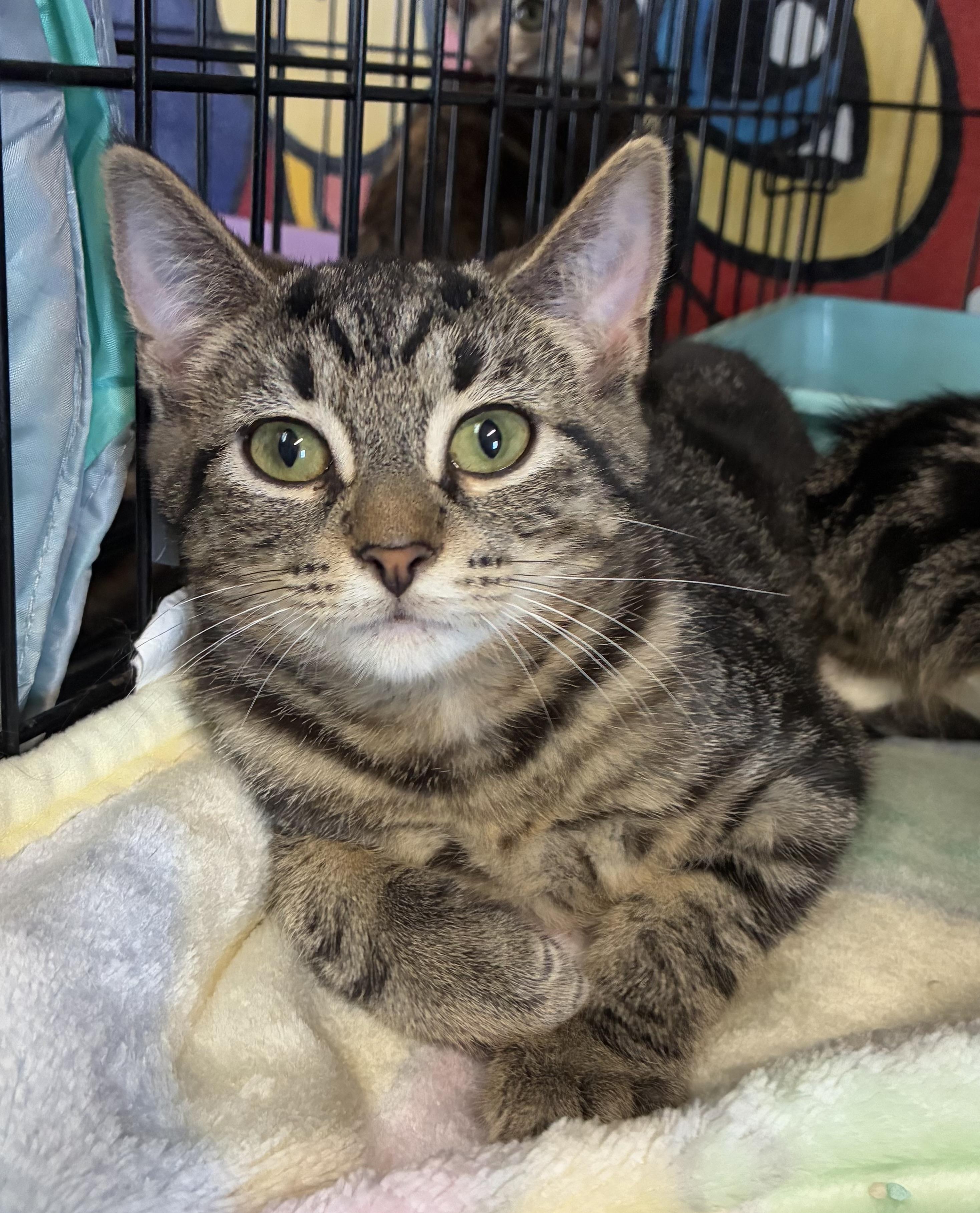 Gossamer & Fifi (bonded)