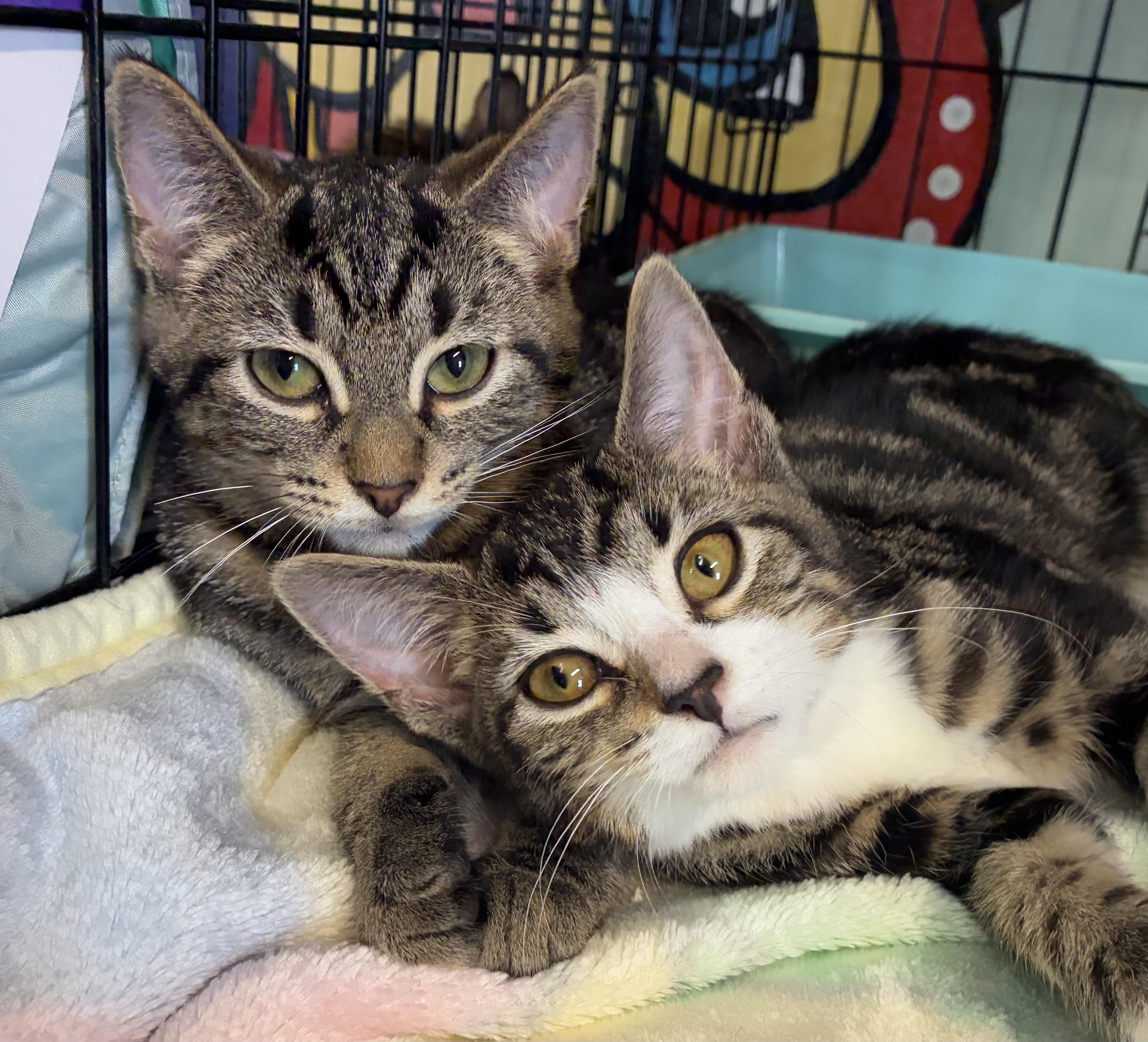 Gossamer & Fifi (bonded)