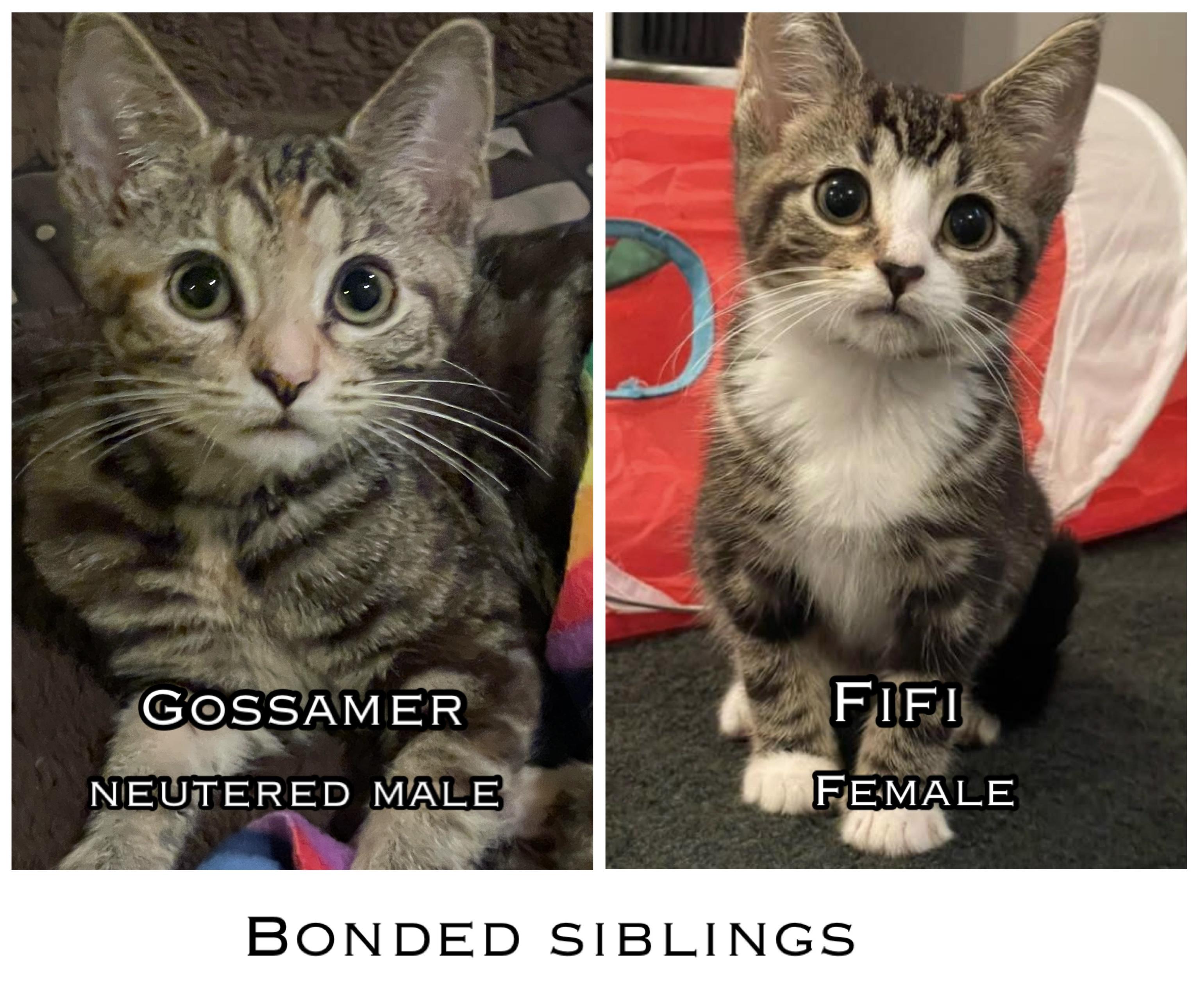 Gossamer & Fifi (bonded)