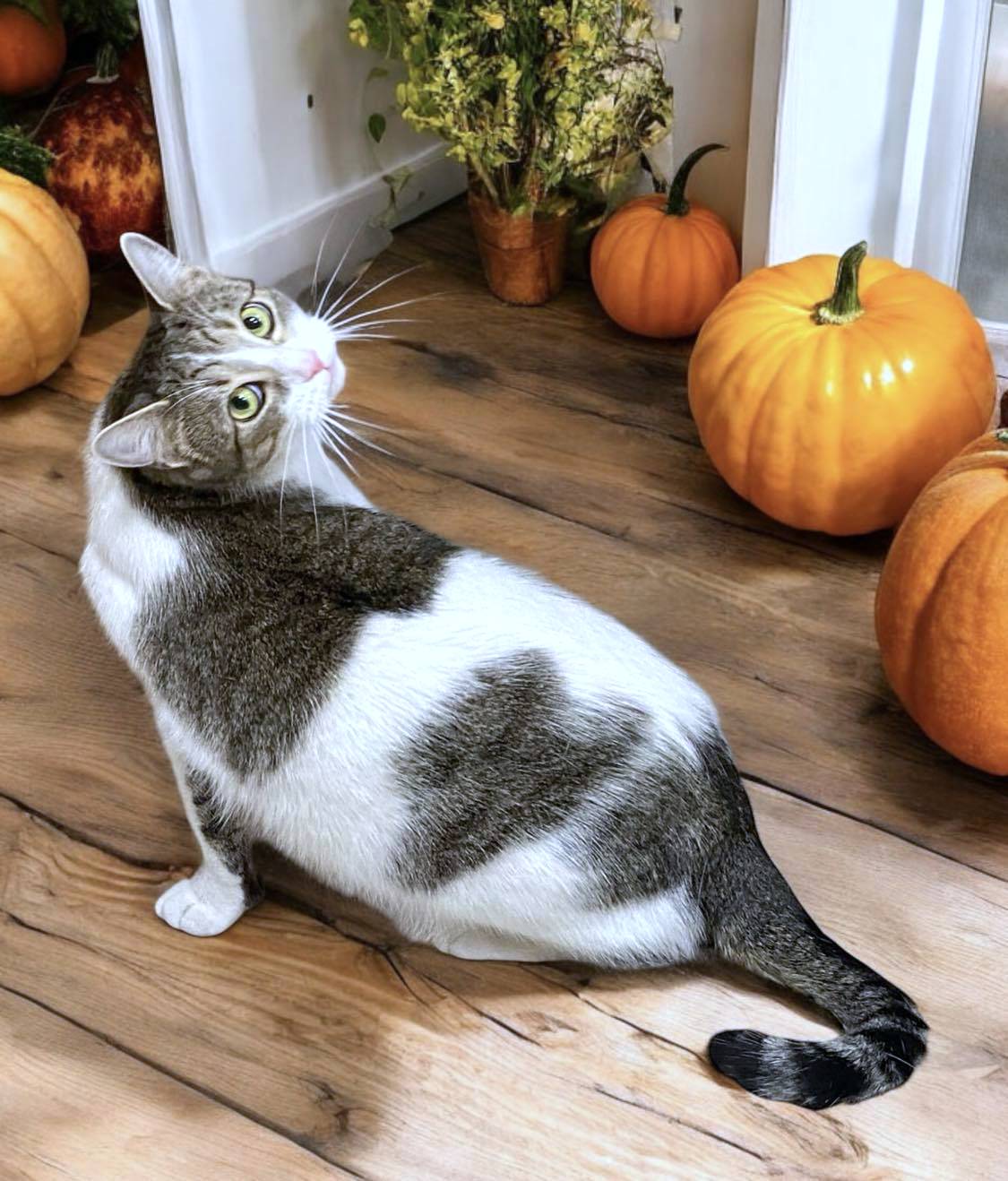 WAFFLES, Adoptable, Adult Male American Shorthair.