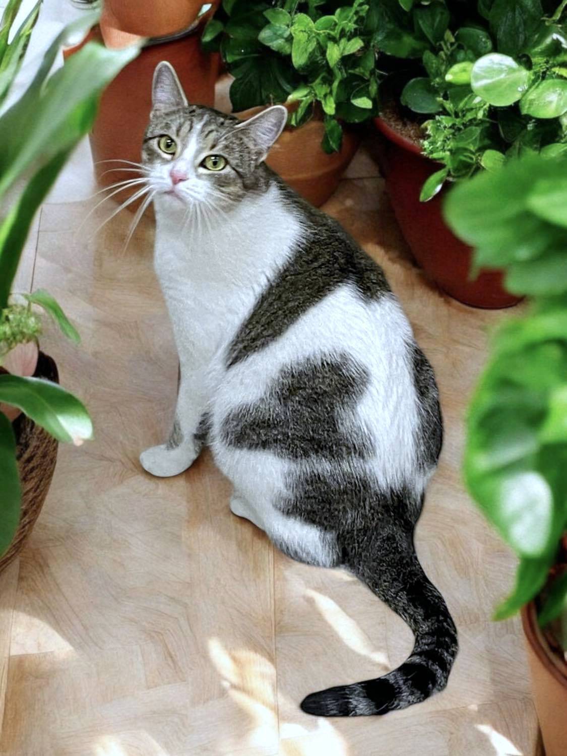 WAFFLES, a Adoptable mixed breed in Sumter, SC image 3/4