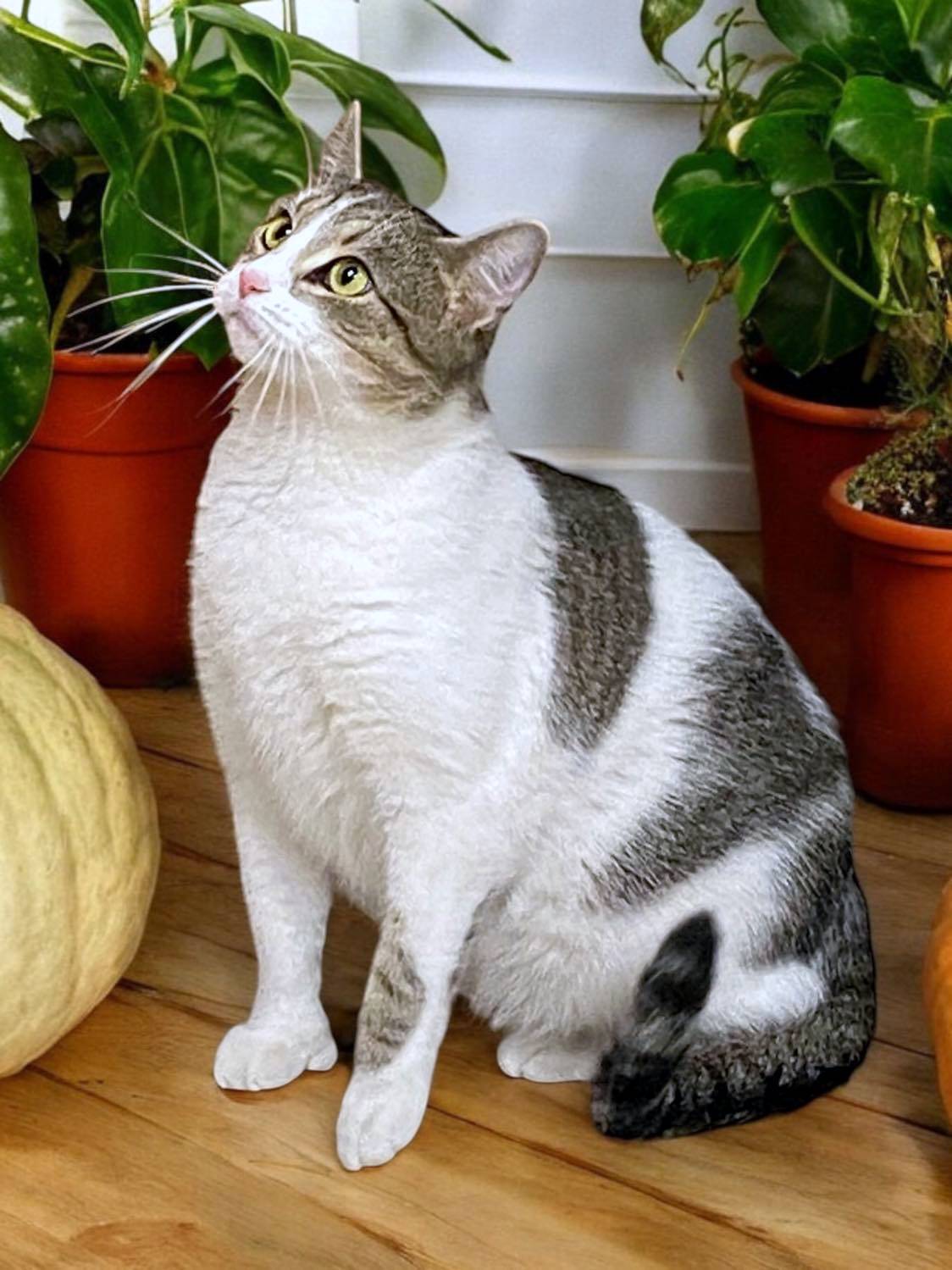 WAFFLES, a Adoptable mixed breed in Sumter, SC image 4/4