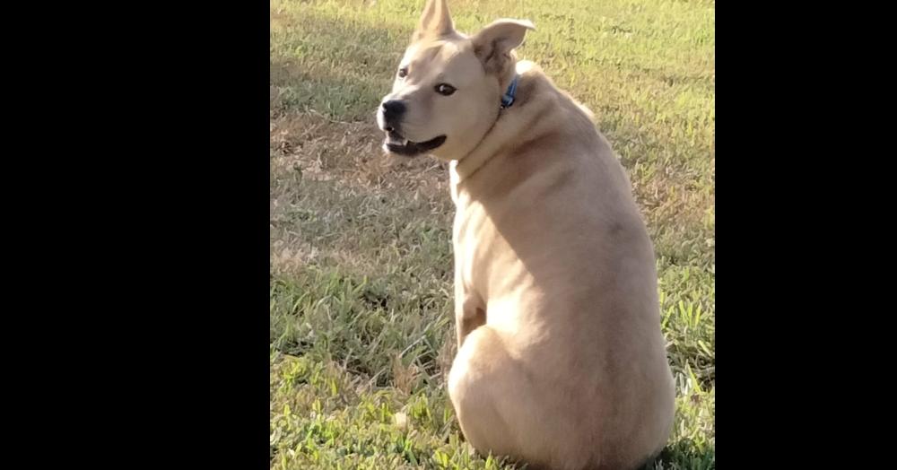 Ponchito thumbnail 2