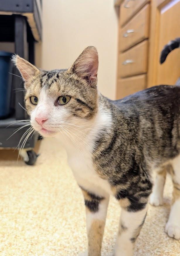 Enlarge Uecker, a Adoptable mixed breed in Waupun, WI image 4/5