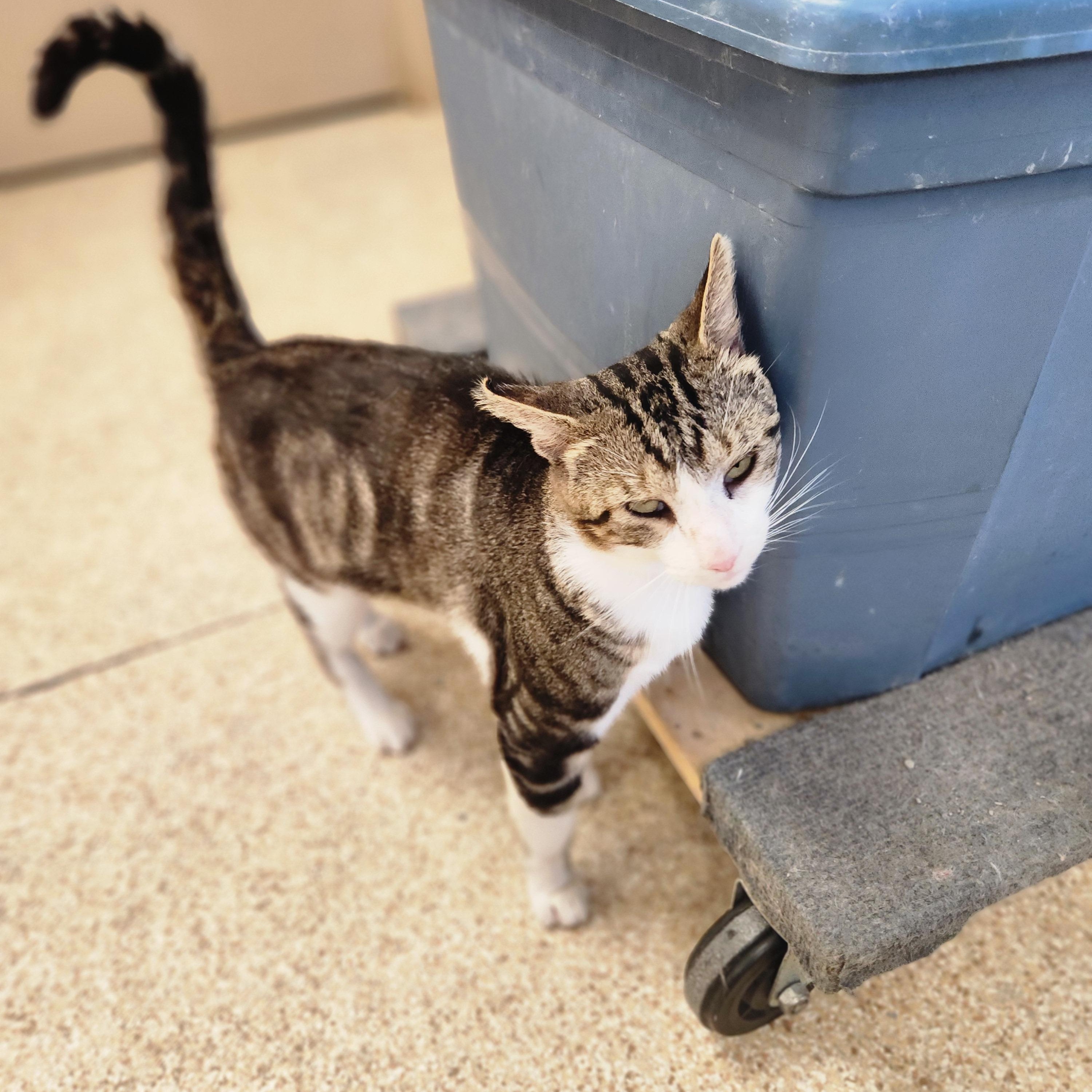 Enlarge Uecker, a ADOPTABLE mixed breed in Waupun, WI image 4/4