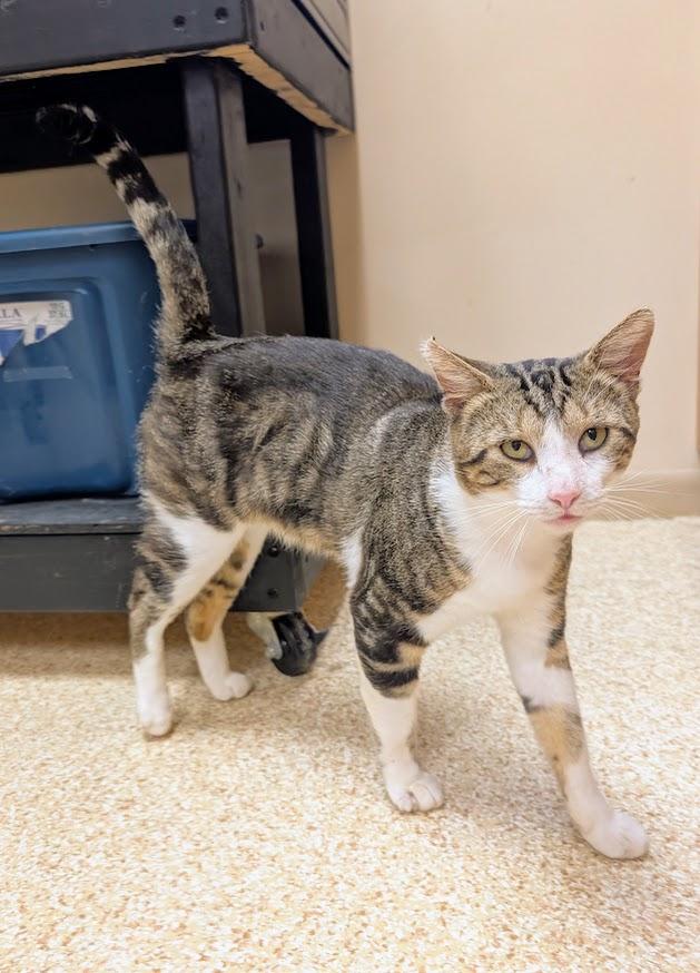 Enlarge Uecker, a Adoptable mixed breed in Waupun, WI image 3/5