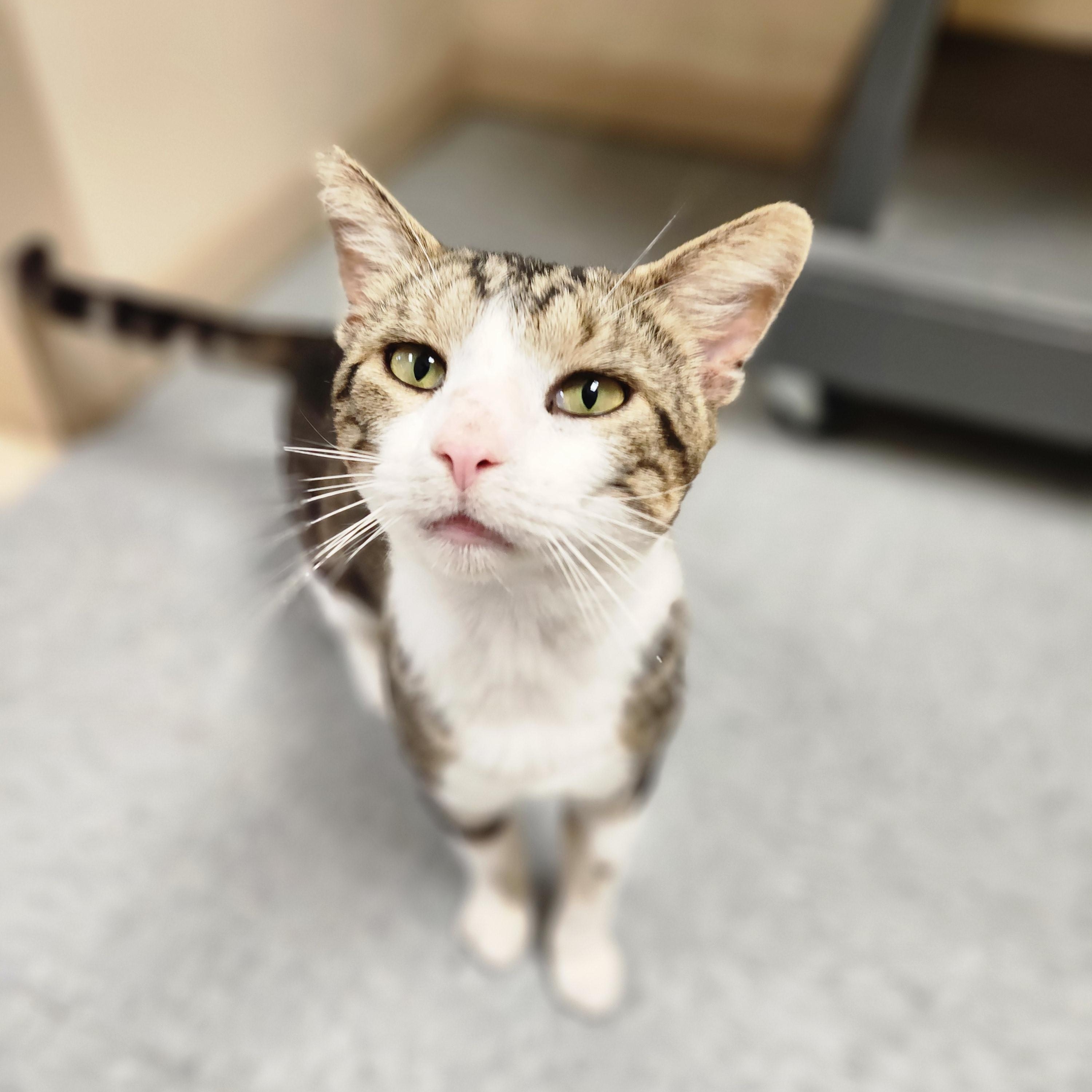 Enlarge Uecker, a ADOPTABLE mixed breed in Waupun, WI image 2/4