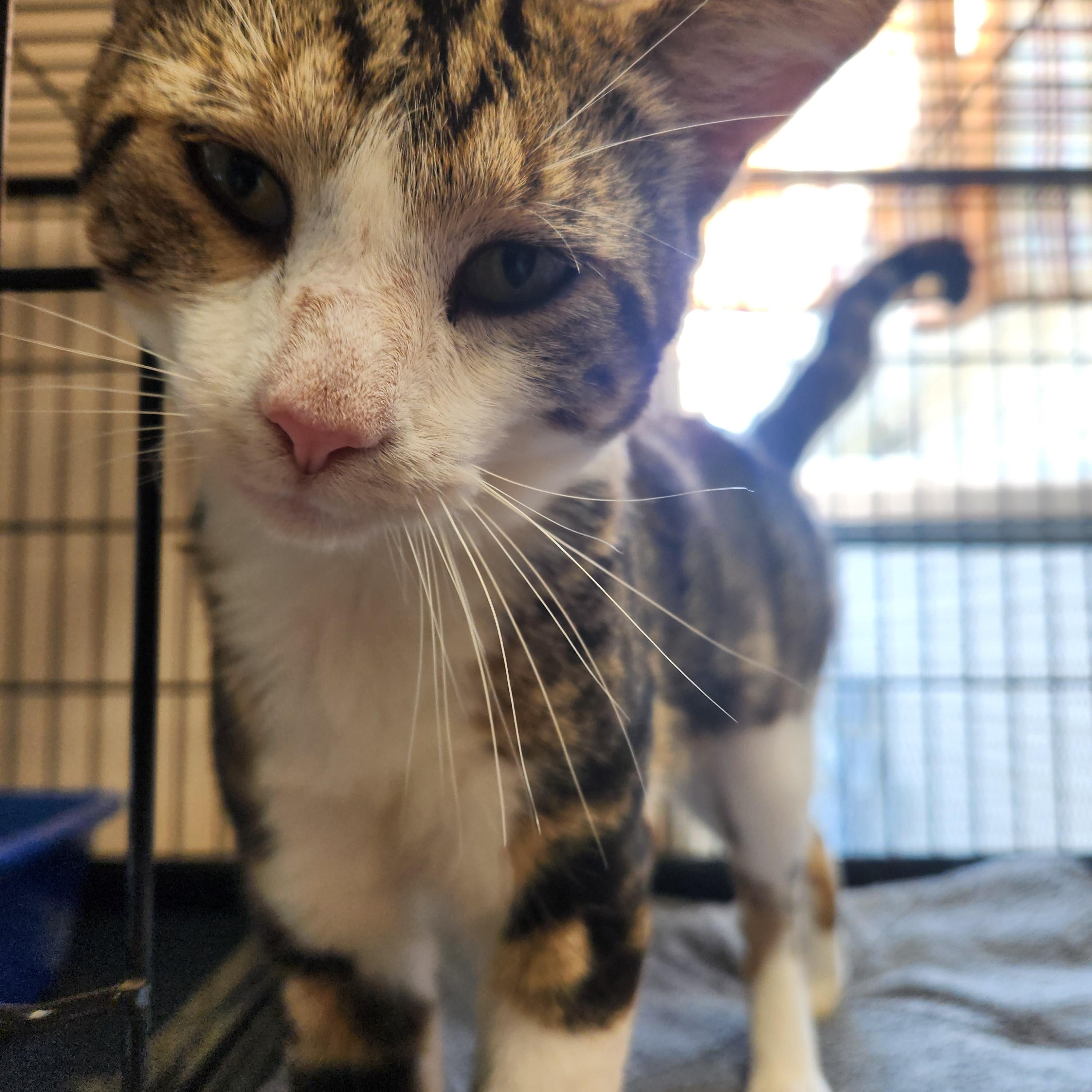 Enlarge Uecker, a ADOPTABLE mixed breed in Waupun, WI image 3/4