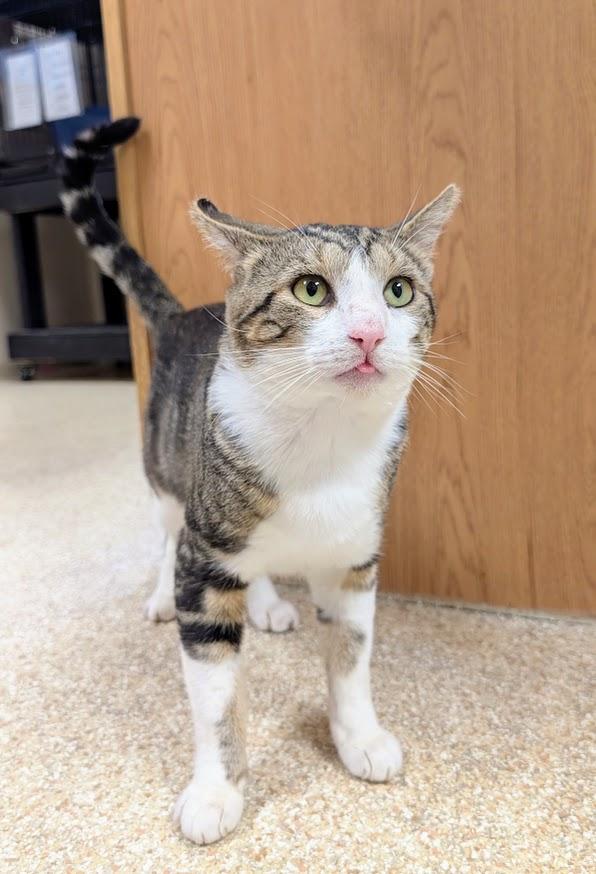 Enlarge Uecker, a Adoptable mixed breed in Waupun, WI image 2/5