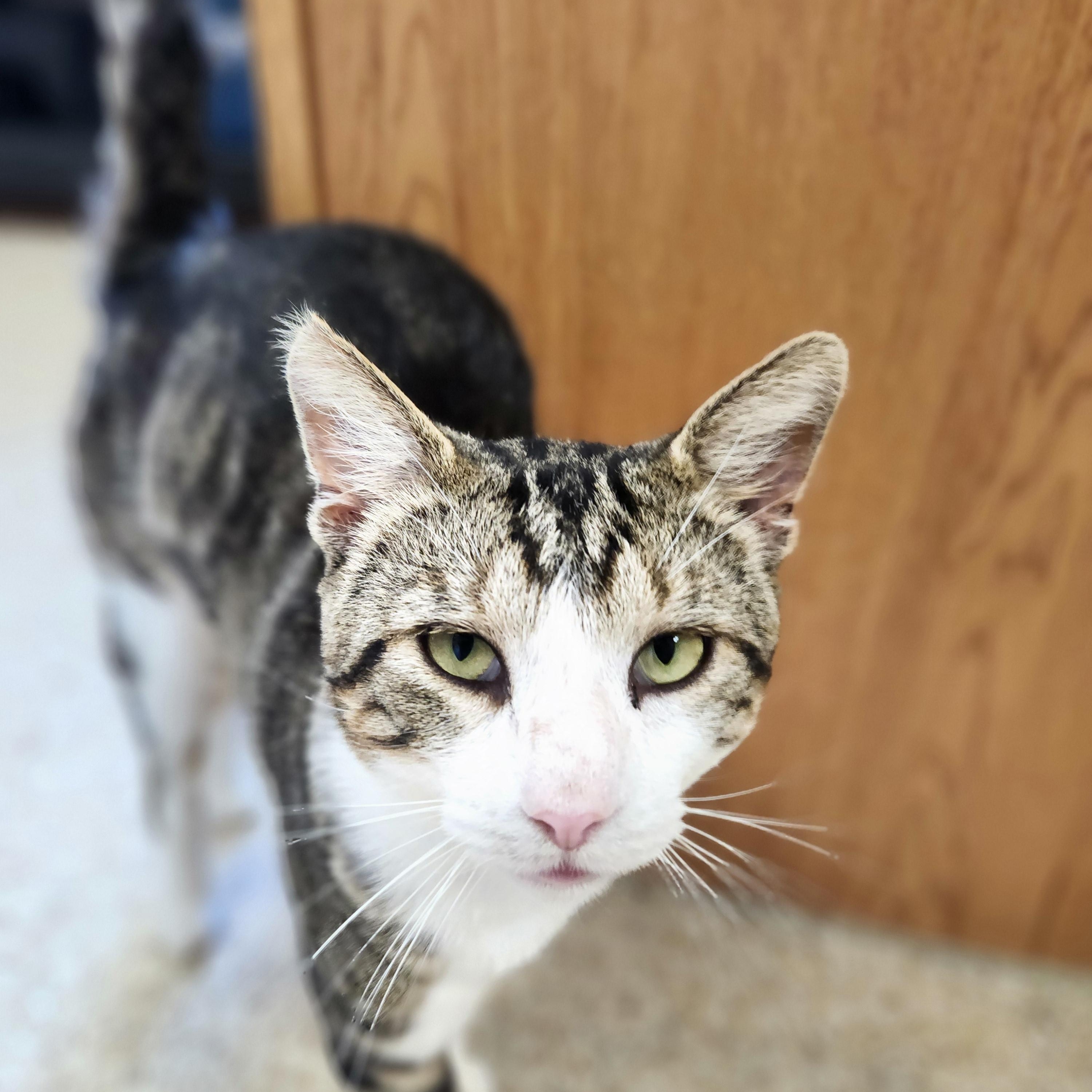 Uecker, ADOPTABLE, Adult Male Domestic Short Hair.