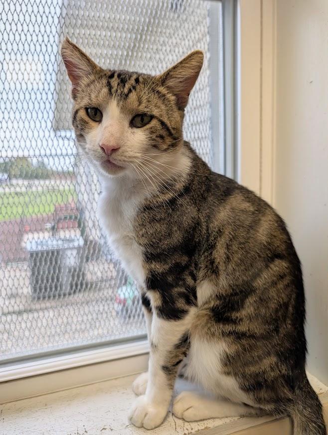 Enlarge Uecker, a Adoptable mixed breed in Waupun, WI image 5/5