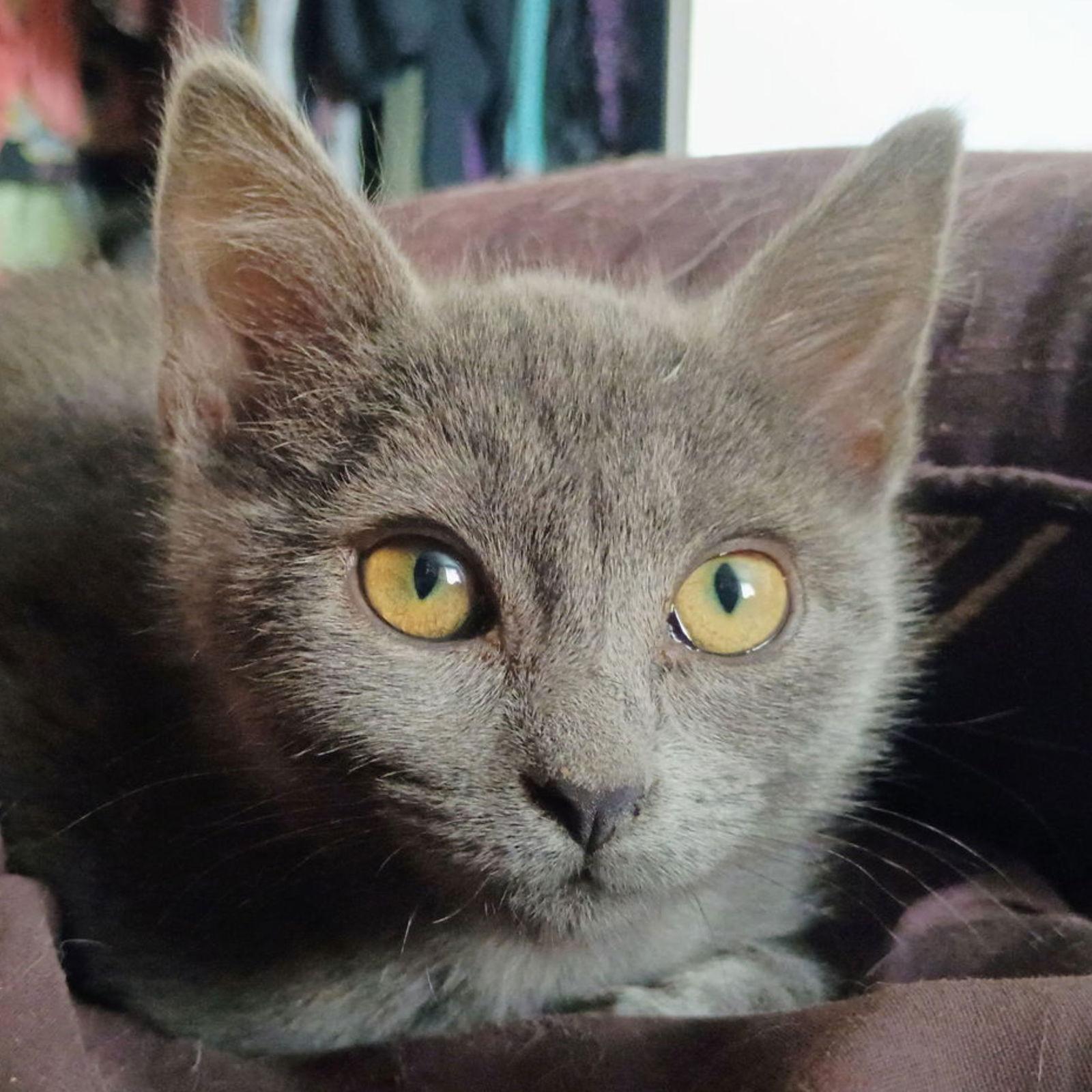 Echo, a Adoptable Domestic Short Hair in Laramie, WY image 1/3