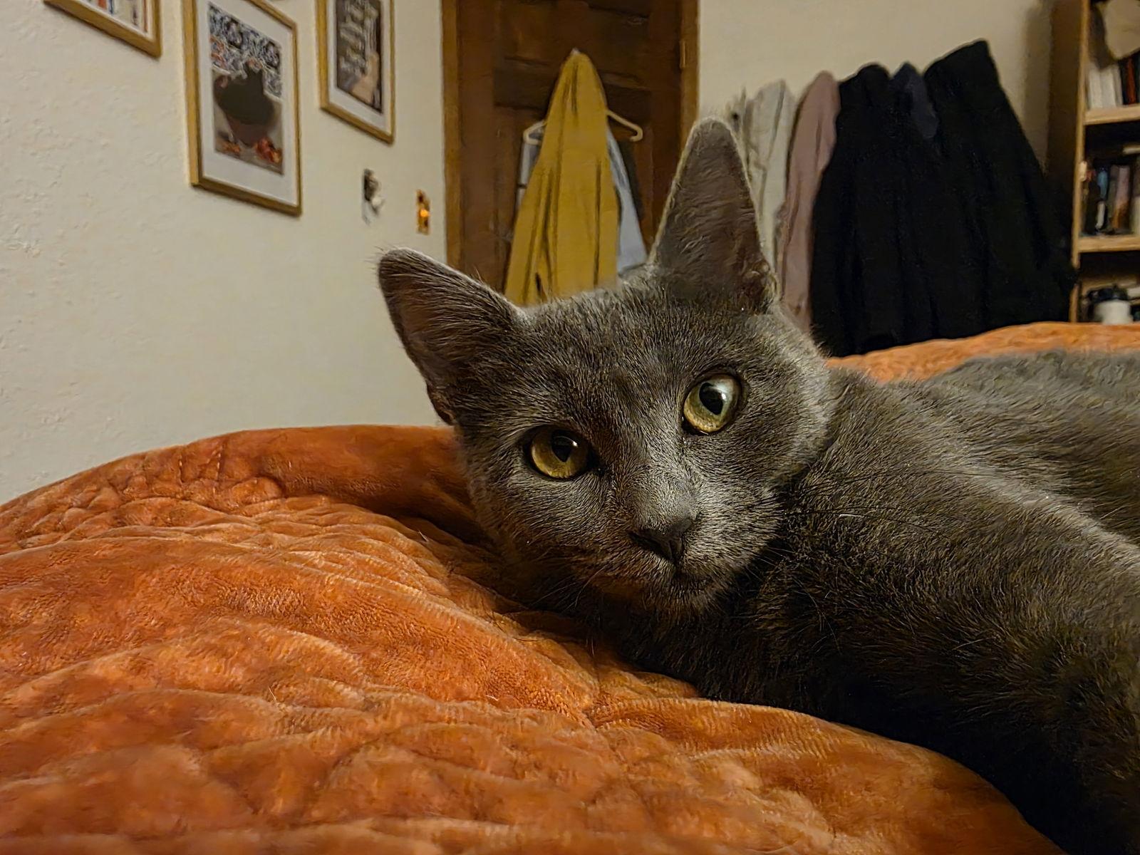 Enlarge Echo, a Adoptable Domestic Short Hair in Laramie, WY image 1/3