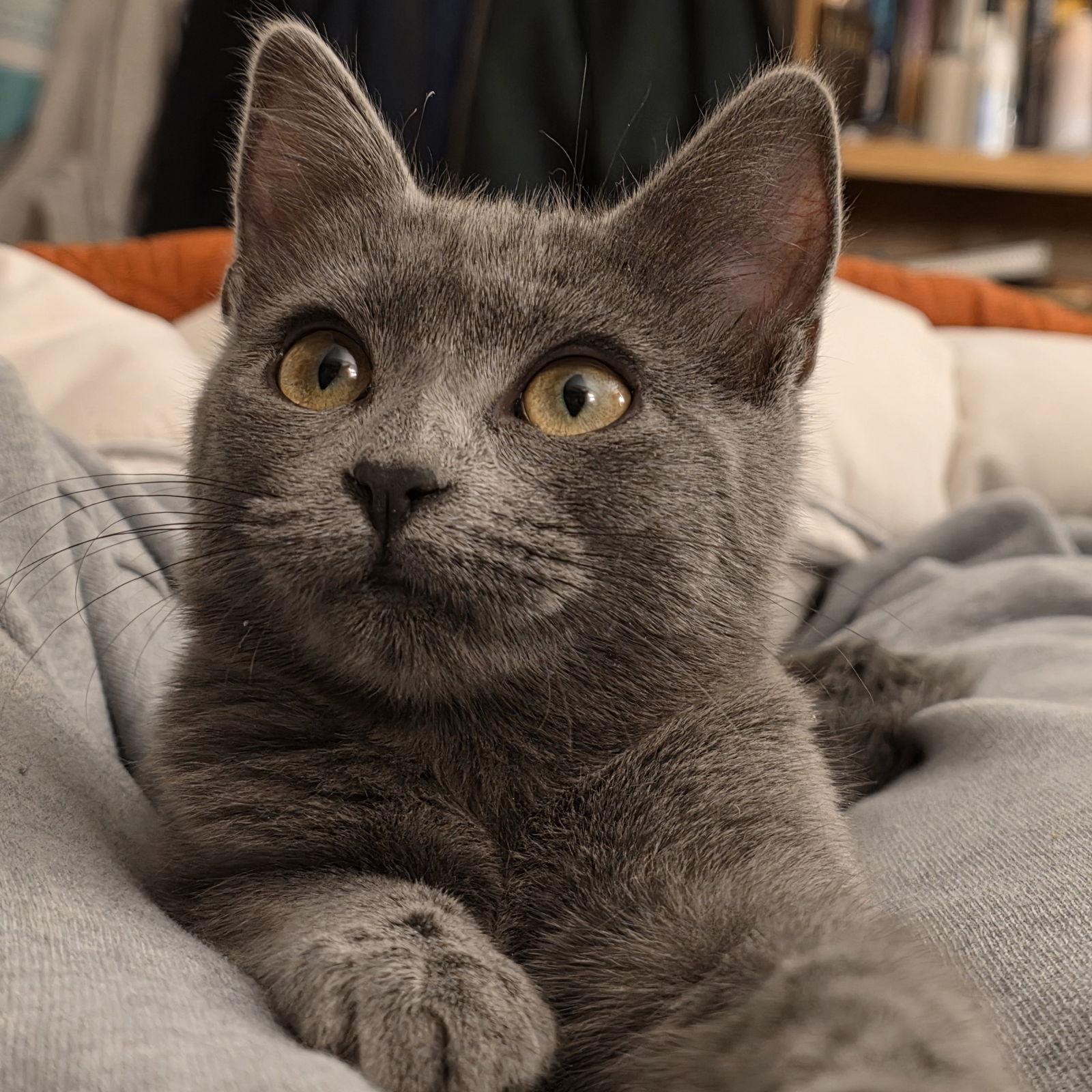 Enlarge Echo, a Adoptable Domestic Short Hair in Laramie, WY image 2/3