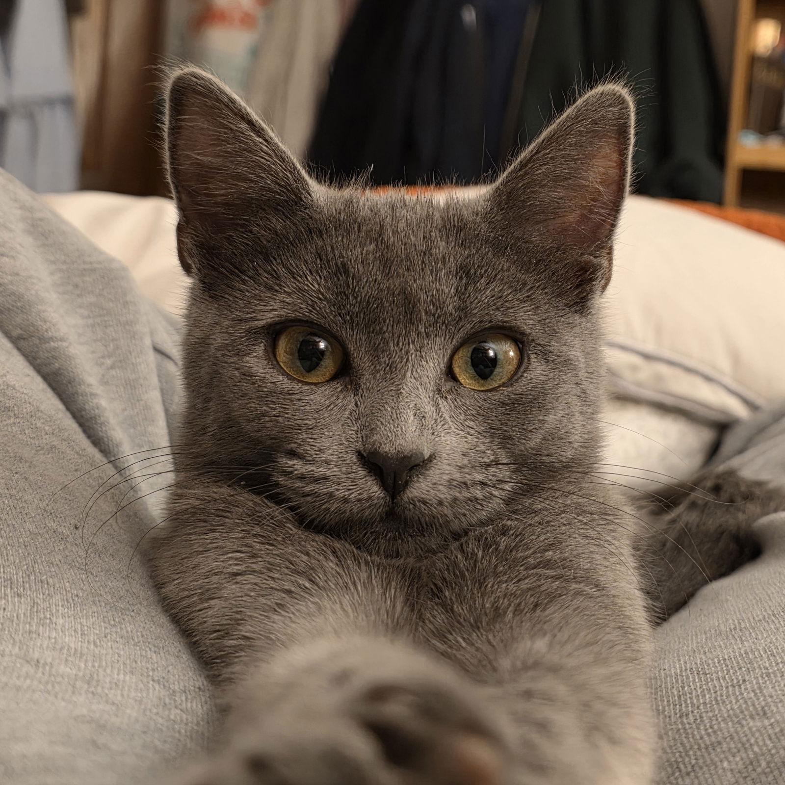 Enlarge Echo, a Adoptable Domestic Short Hair in Laramie, WY image 3/3