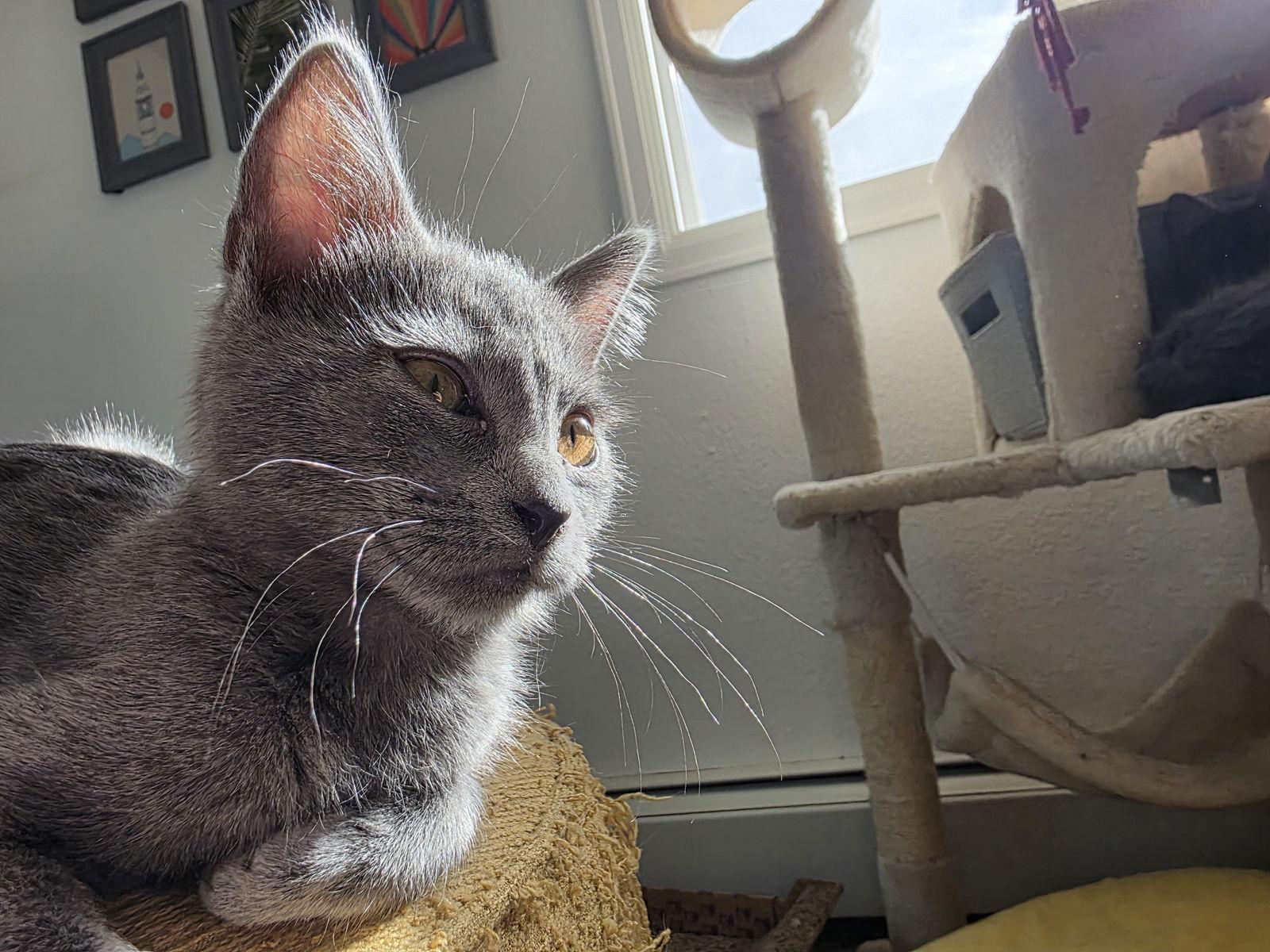 Echo, a Adoptable Domestic Short Hair in Laramie, WY image 2/3