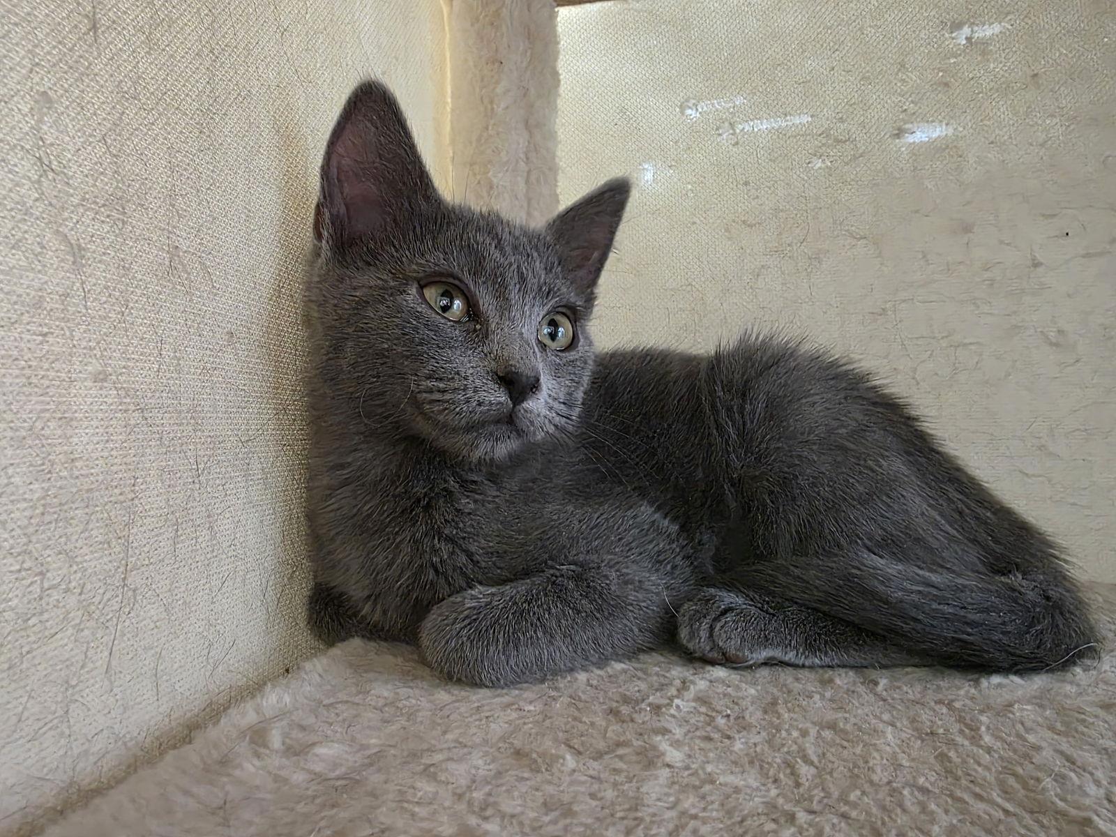 Echo, a Adoptable Domestic Short Hair in Laramie, WY image 3/3