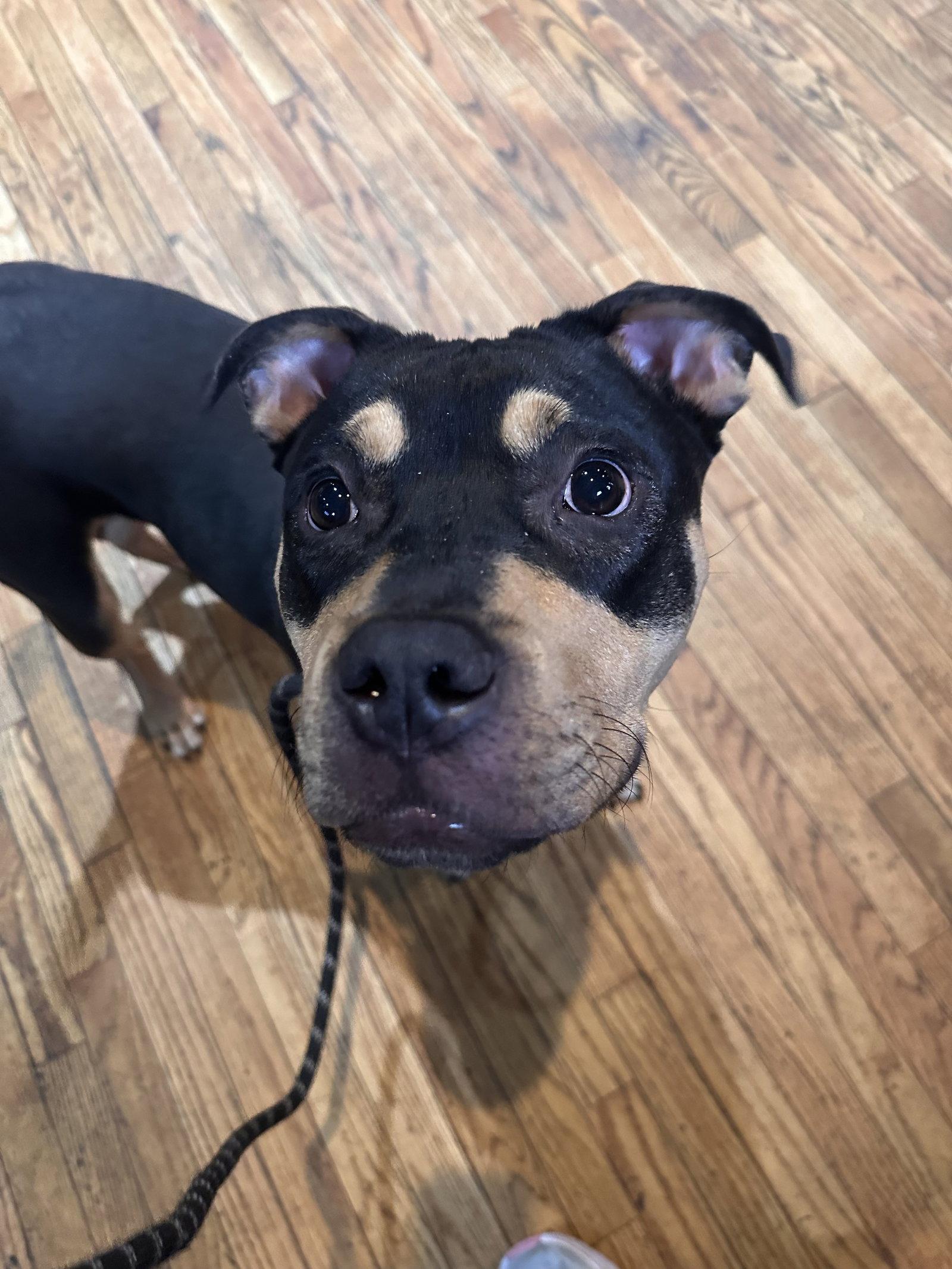 Enlarge Austin, a Adoptable Rottweiler in Hillsboro, NH image 1/3