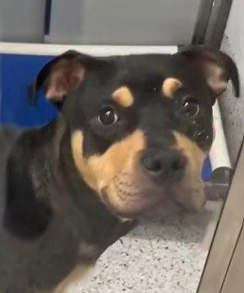 Enlarge Austin, a Adoptable Rottweiler in Hillsboro, NH image 2/3