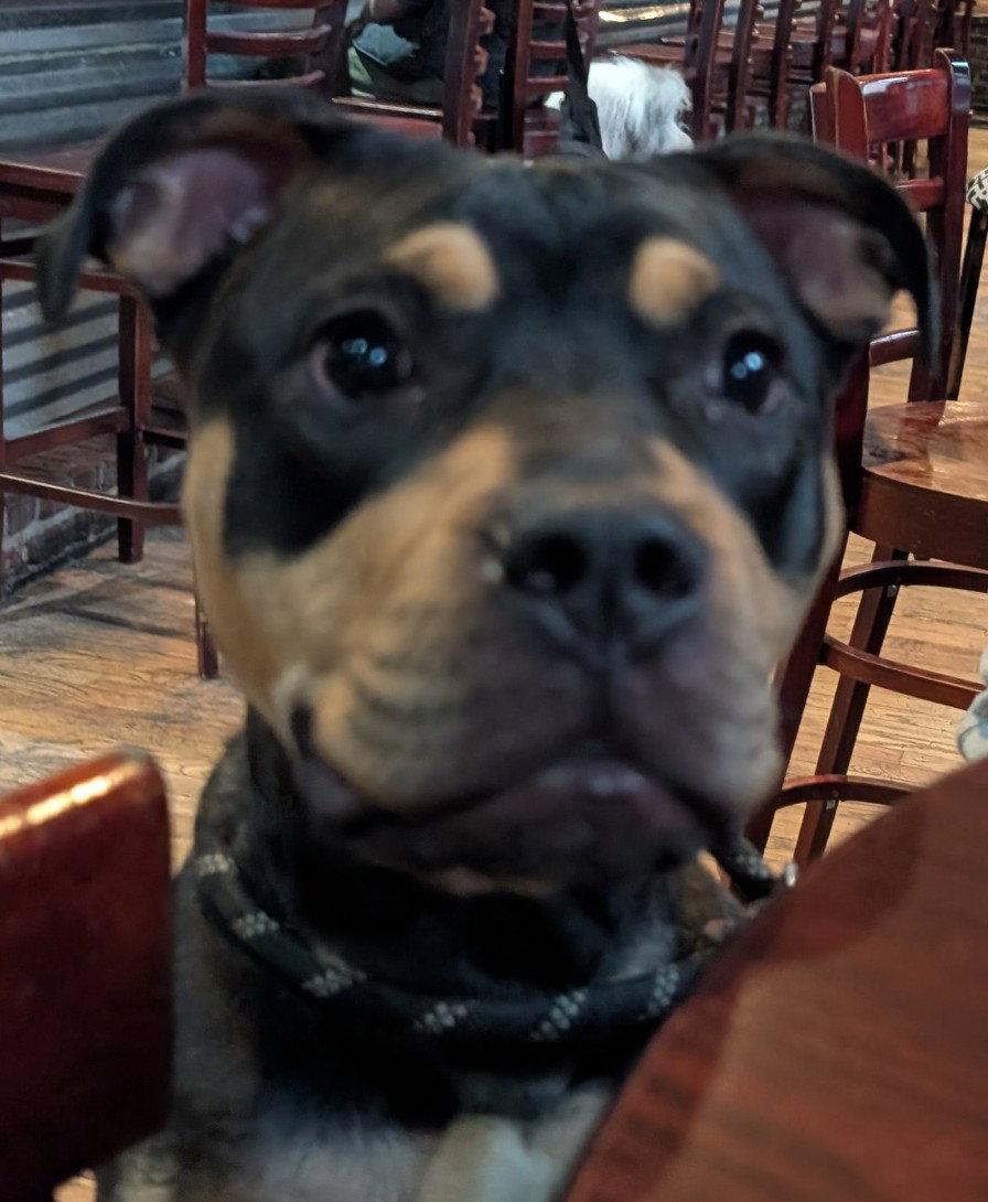 Enlarge Austin, a Adoptable Rottweiler in Hillsboro, NH image 3/3