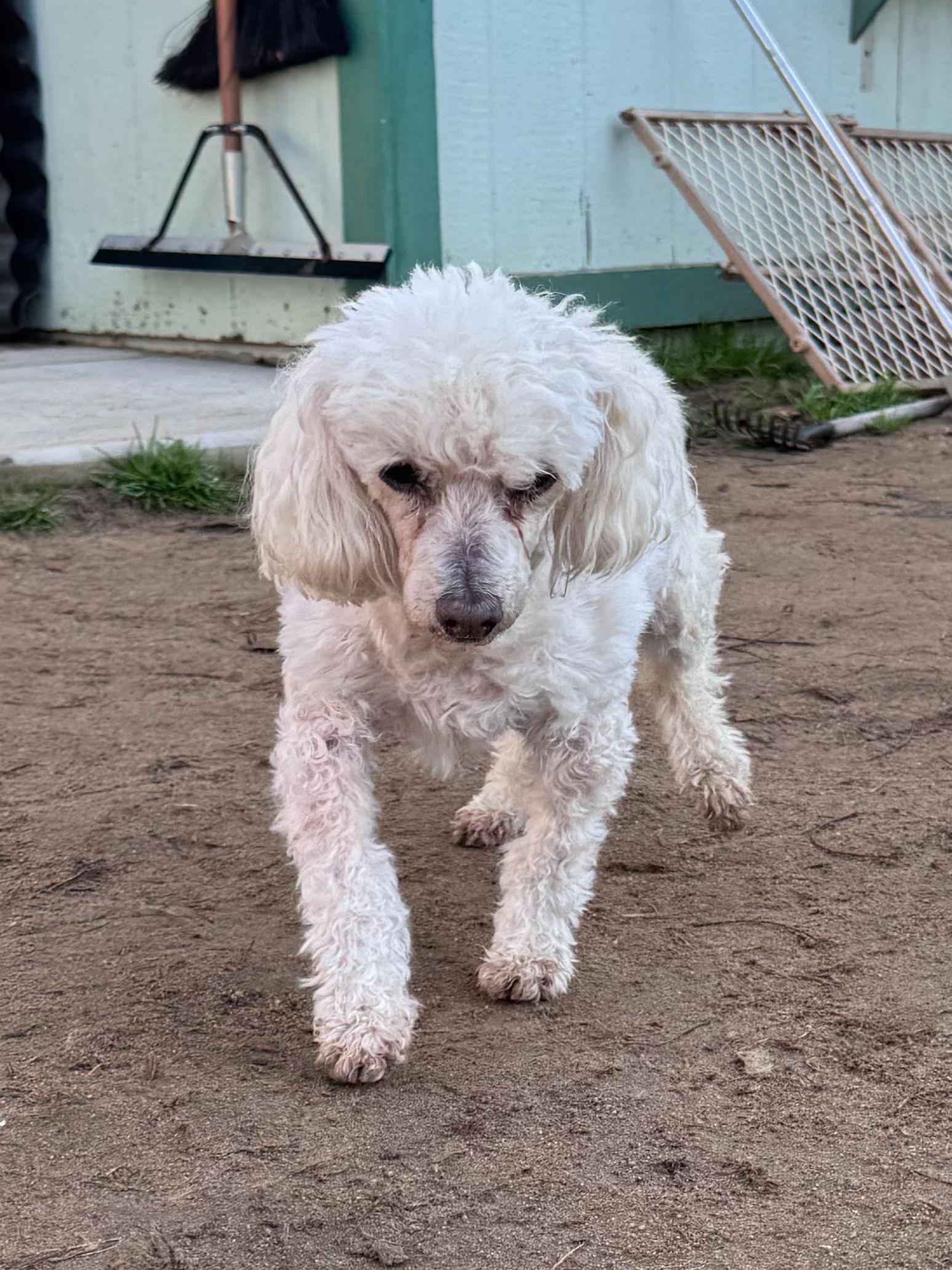 Enlarge BREE, a Adoptable Poodle in Fresno, CA image 1/3