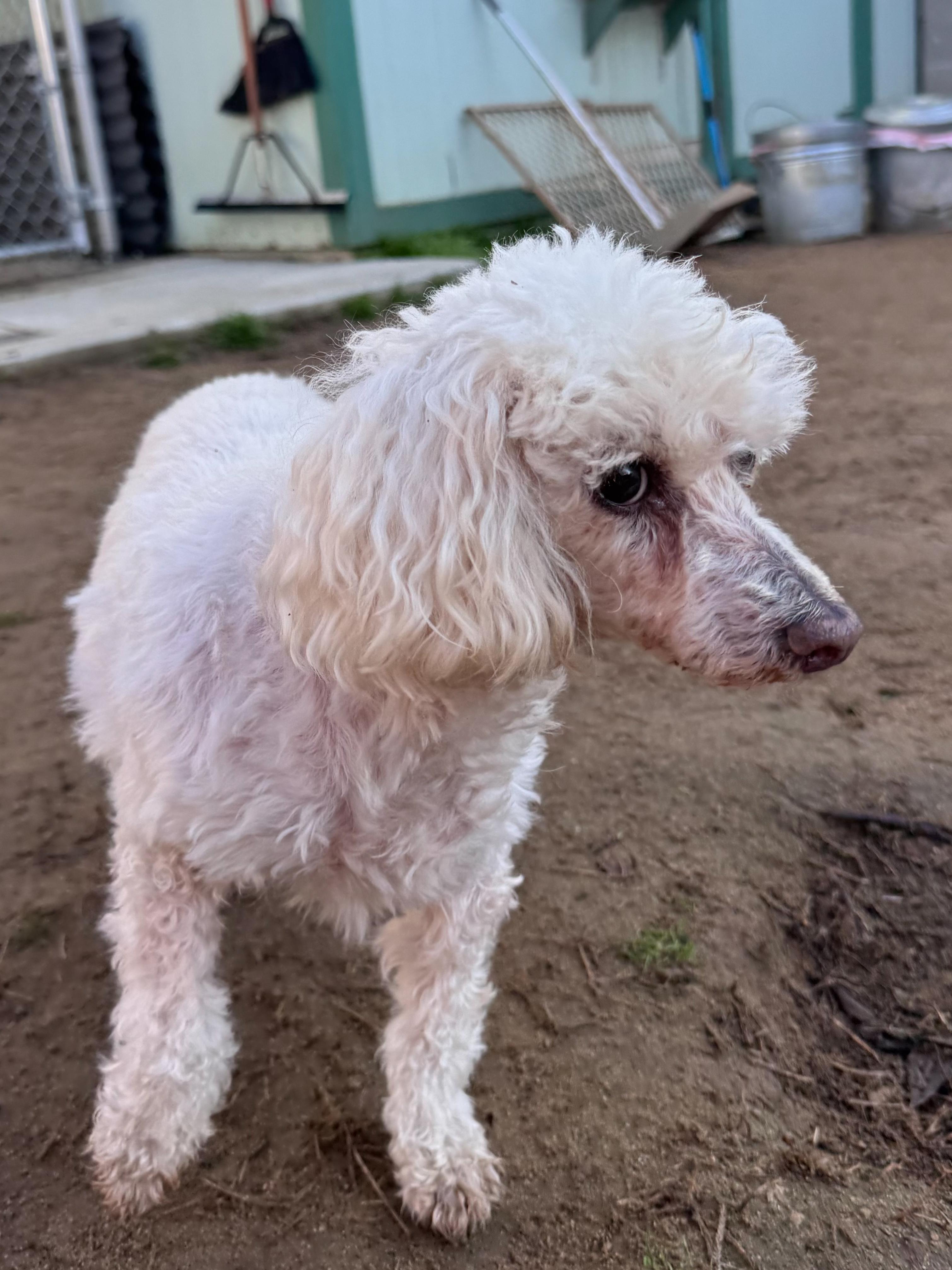 Enlarge BREE, a Adoptable Poodle in Fresno, CA image 2/3