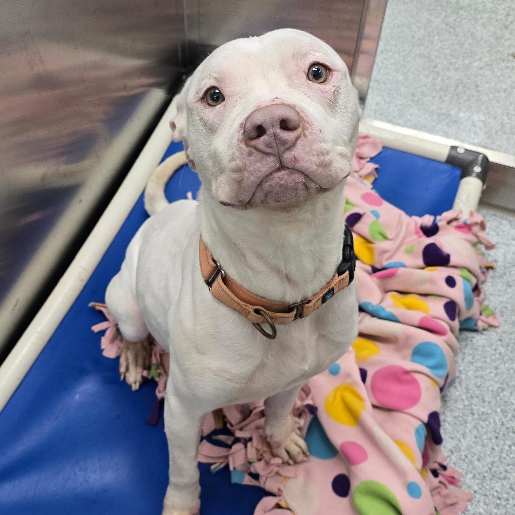 Ashley, Adoptable, Adult Female American Staffordshire Terrier.