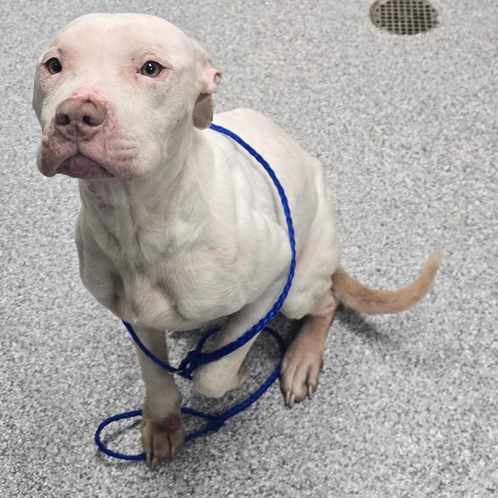 Ashley, a Adoptable American Staffordshire Terrier in Grand Rapids, MI image 2/2