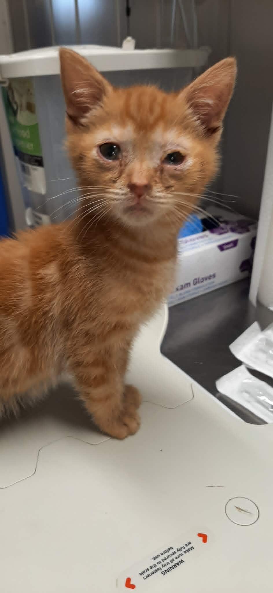 Cobra Bubbles, Adoptable, Kitten Male Domestic Short Hair.