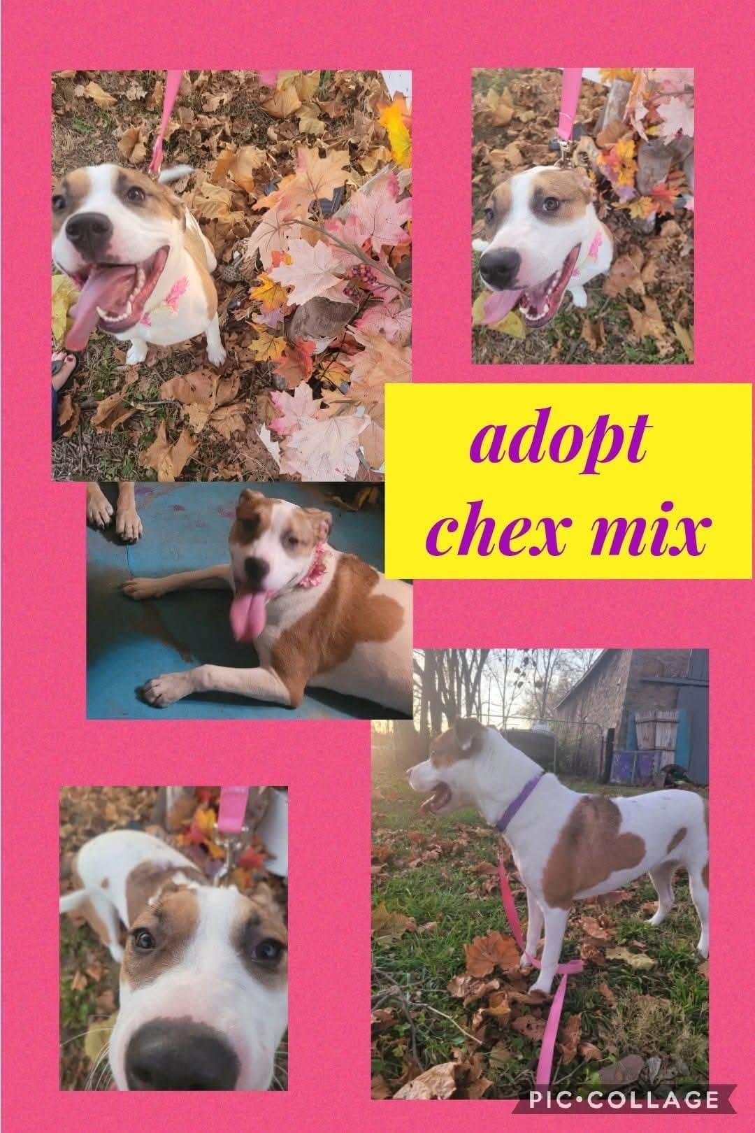 Chex mix CL, Adoptable, Adult Female Pit Bull Terrier.