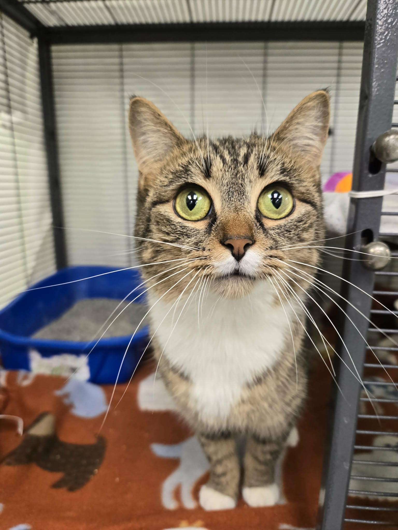 Giselle, adopted, Young Female Domestic Short Hair.