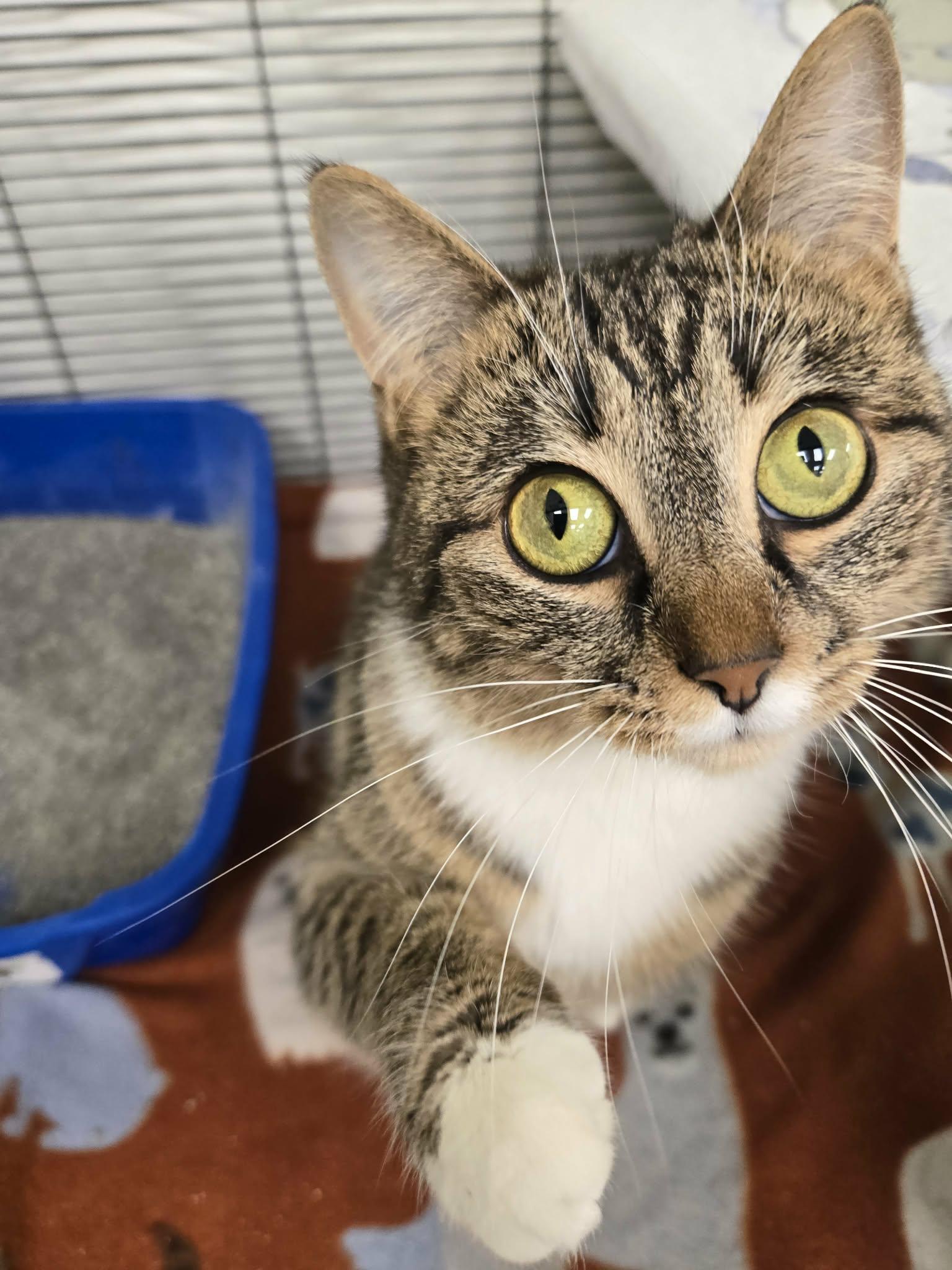 Enlarge Giselle, an adopted Domestic Short Hair in Martinsville, IN image 2/3