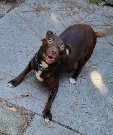 Enlarge Pepper, a Adoptable mixed breed in Savannah, GA image 2/3
