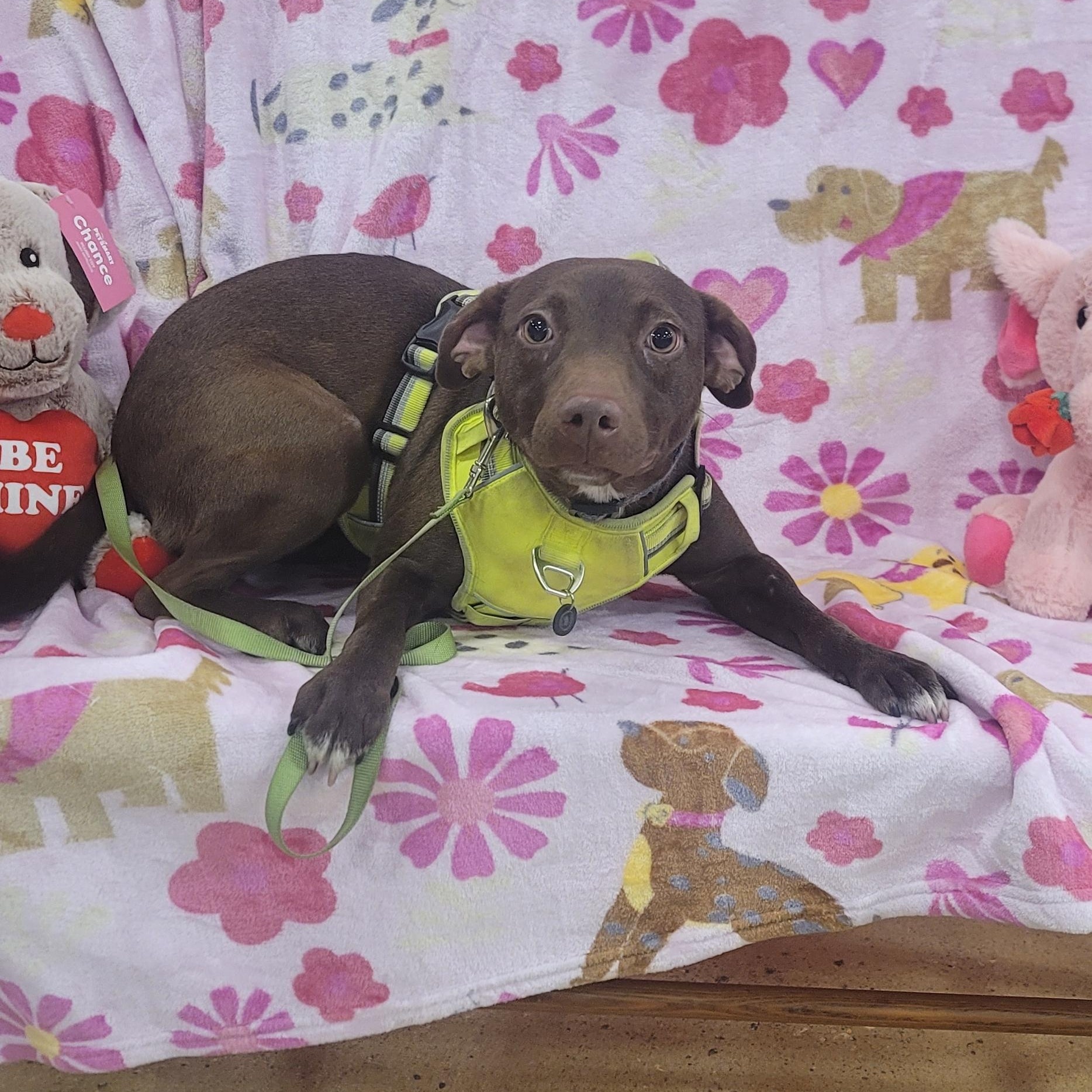 Peggy Sue, Adoptable, Young Female Chocolate Labrador Retriever.