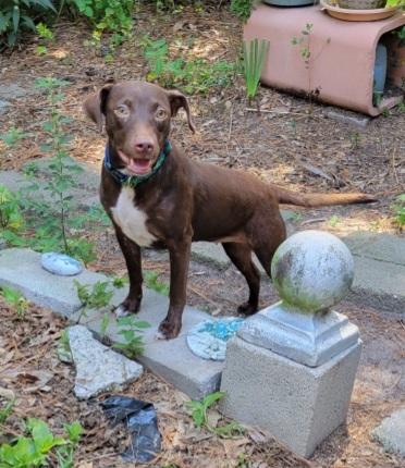 Enlarge Pepper, a Adoptable mixed breed in Savannah, GA image 3/3