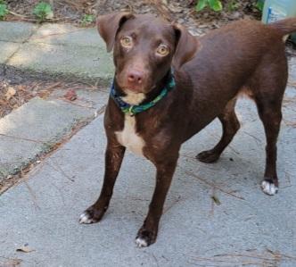 Pepper, Adoptable, Young Female Chocolate Labrador Retriever.
