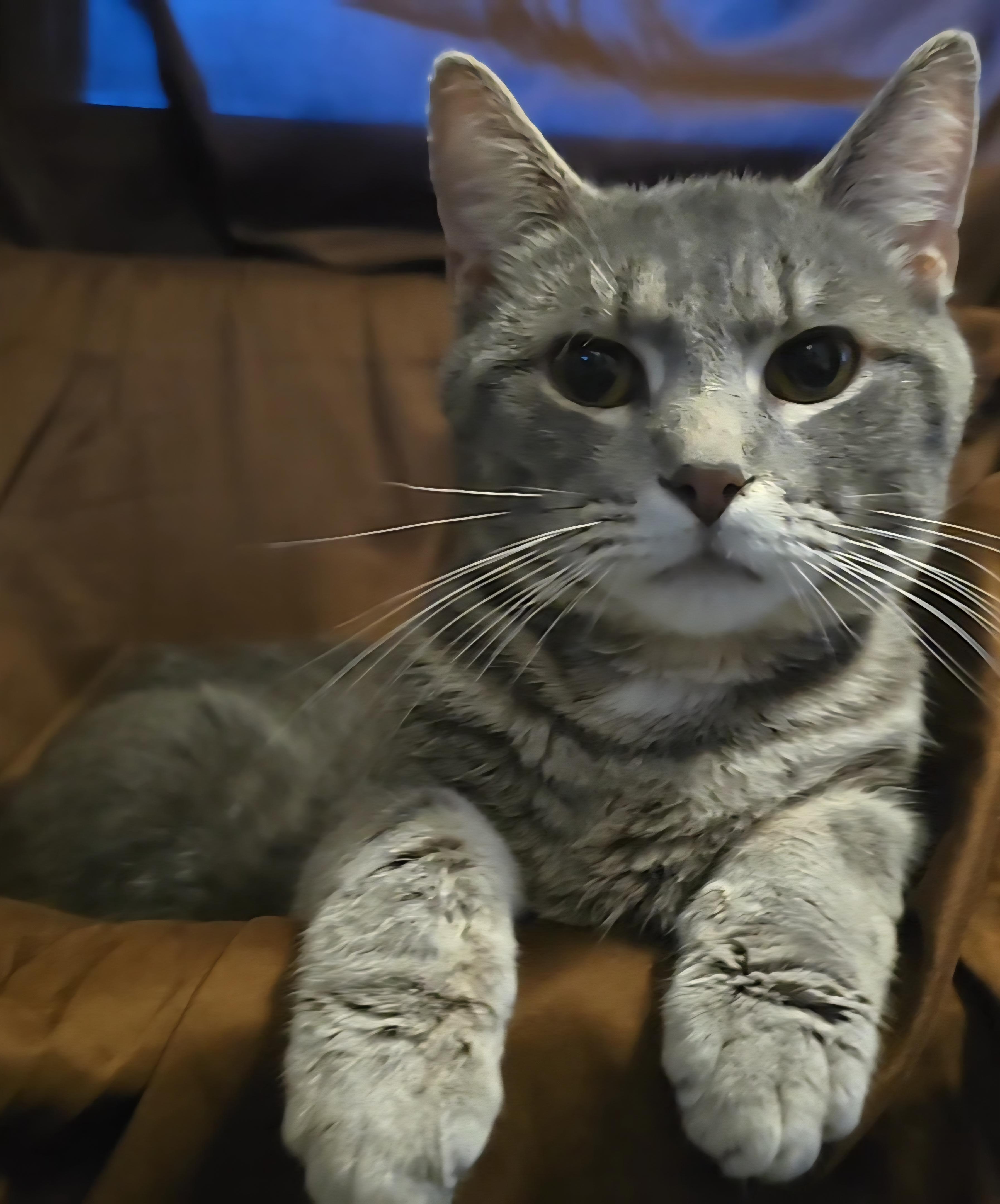 Slade, Young Male Domestic Short Hair