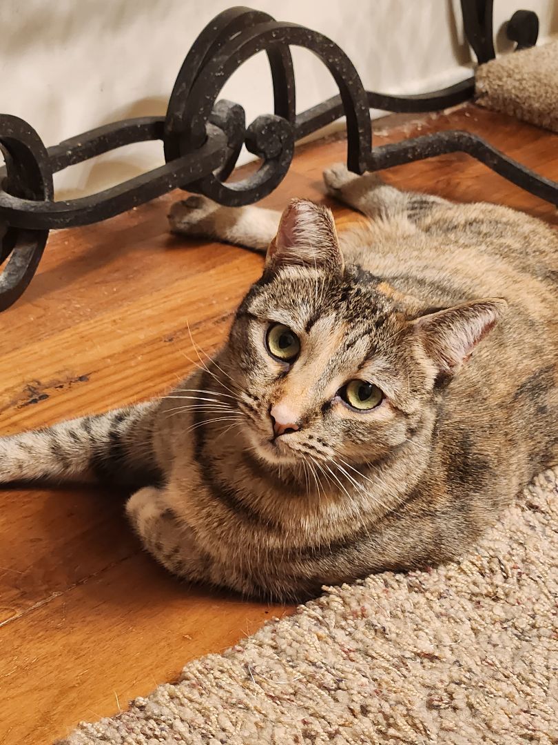 Tamiya, an adoptable Domestic Short Hair, Calico in Monrovia, CA, 91016 | Photo Image 3