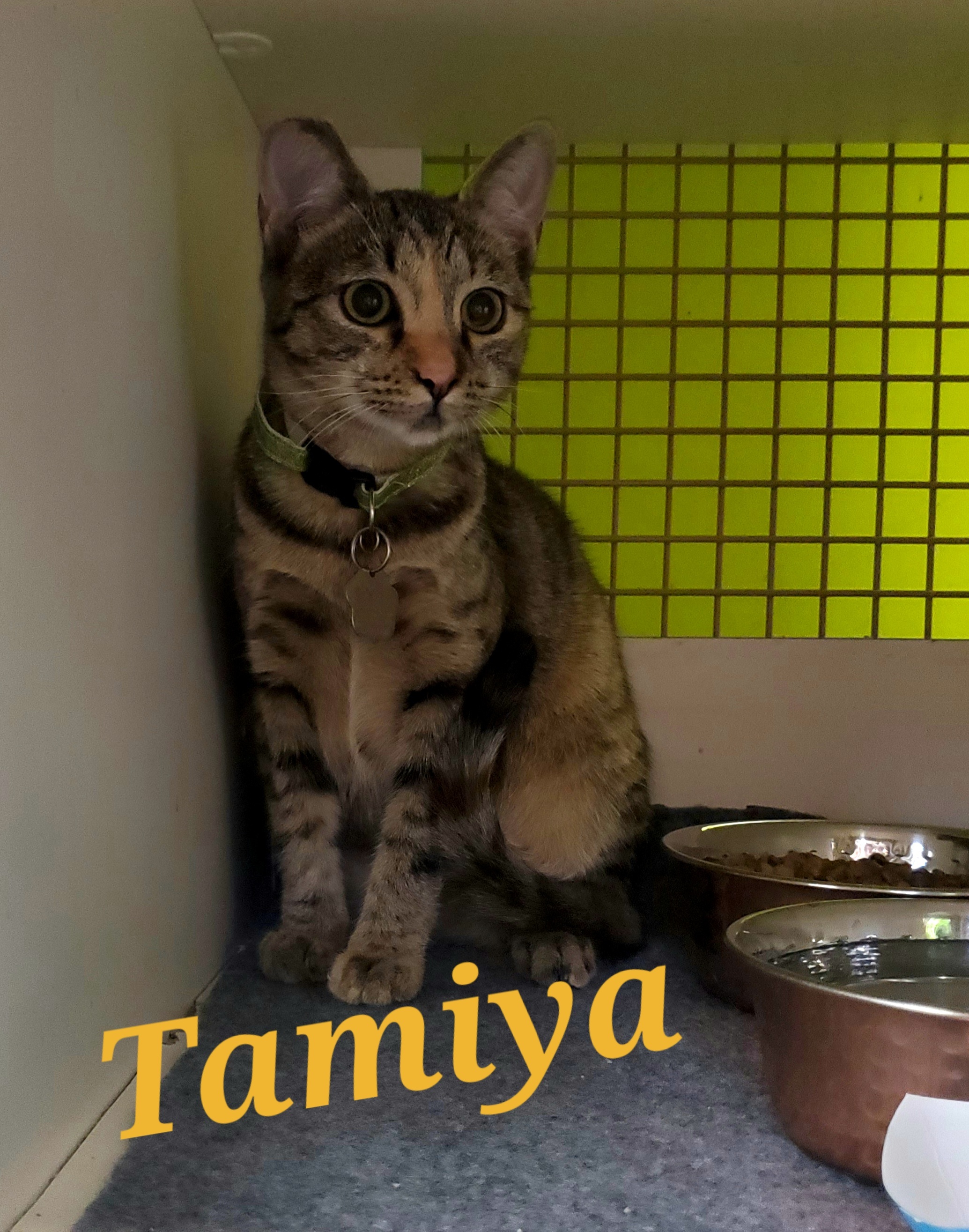Tamiya, an adoptable Domestic Short Hair, Calico in Monrovia, CA, 91016 | Photo Image 4