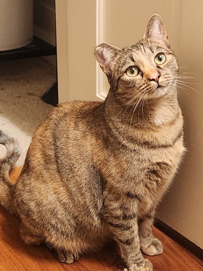 Tamiya, an adoptable Domestic Short Hair, Calico in Monrovia, CA, 91016 | Photo Image 6