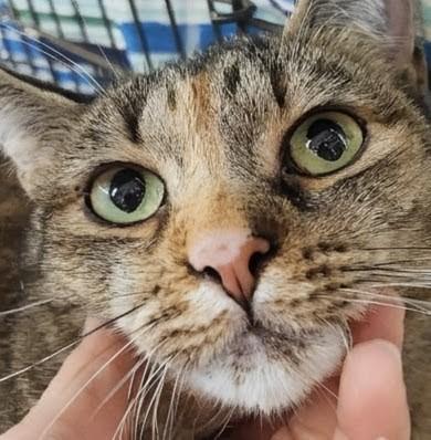 Tamiya, an adoptable Domestic Short Hair, Calico in Monrovia, CA, 91016 | Photo Image 1
