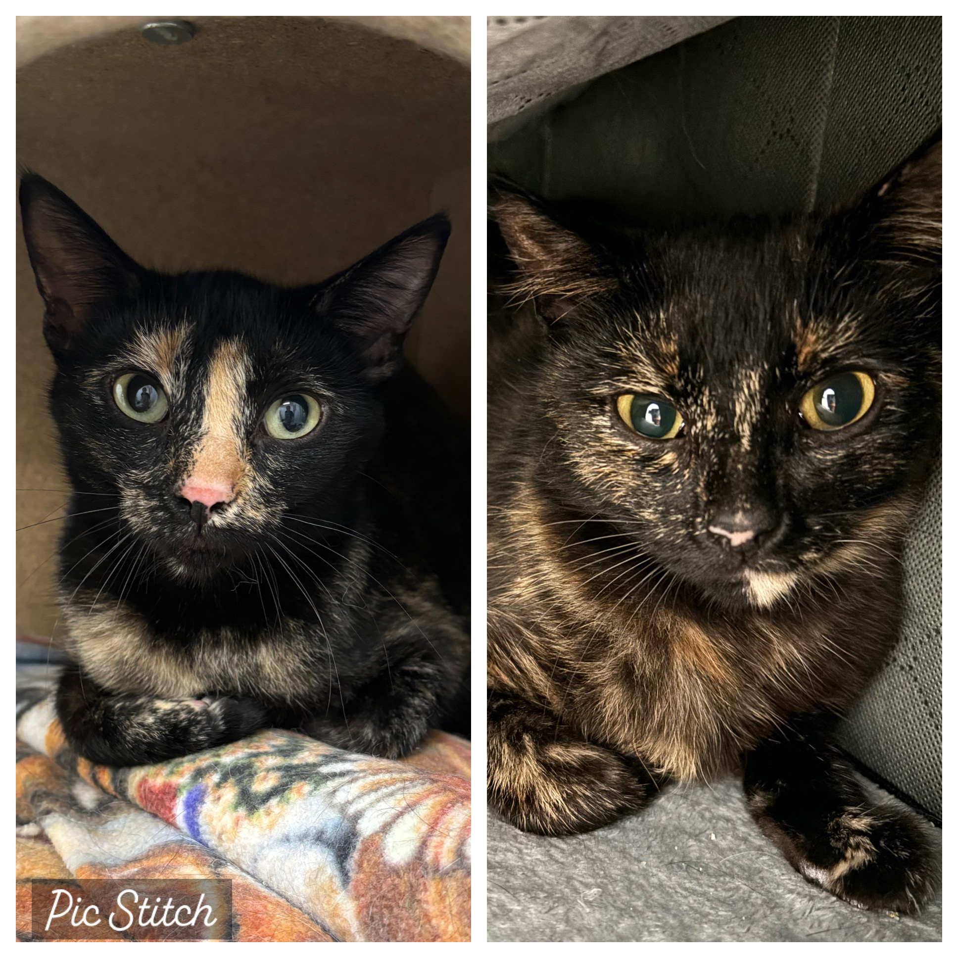 Enlarge Karolina and Maja, a Adoptable Domestic Short Hair in Richland Center, WI image 1/1