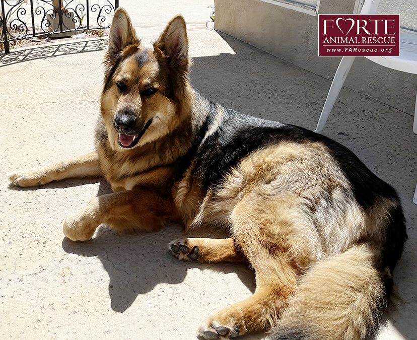 Enlarge Goose, a Adoptable mixed breed in Marina Del Rey, CA image 1/8