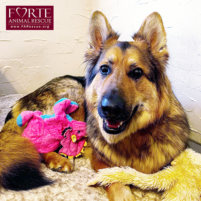 Enlarge Goose, a Adoptable mixed breed in Marina Del Rey, CA image 2/8