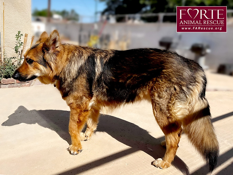 Enlarge Goose, a Adoptable mixed breed in Marina Del Rey, CA image 3/8