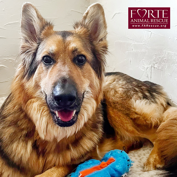 Enlarge Goose, a Adoptable mixed breed in Marina Del Rey, CA image 4/8