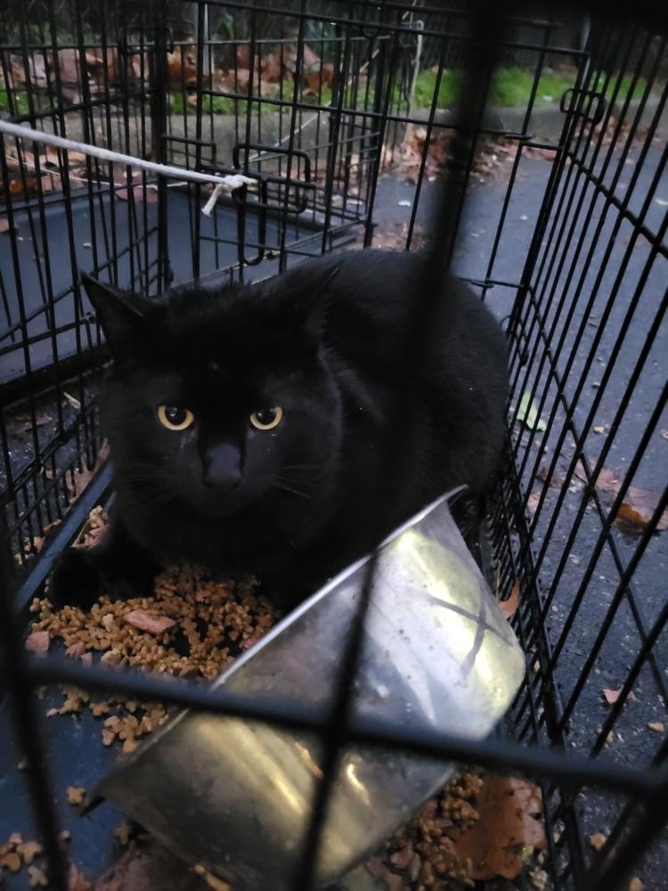 Sonic, Adopted, Adult Male Domestic Short Hair & Extra-Toes Cat / Hemingway Polydactyl.