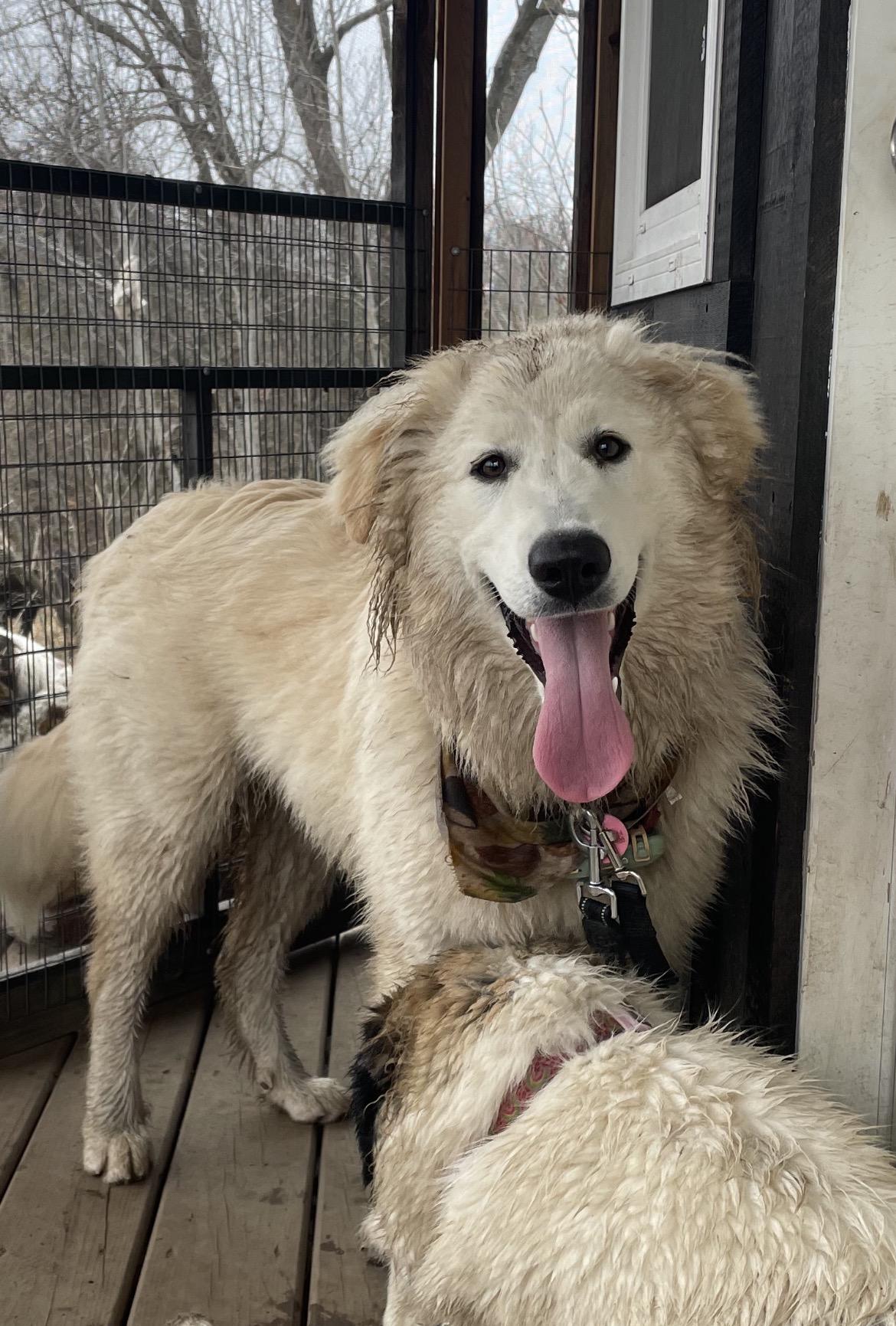 Enlarge Coconut, a Adoptable mixed breed in Terra Cotta, ON image 5/5